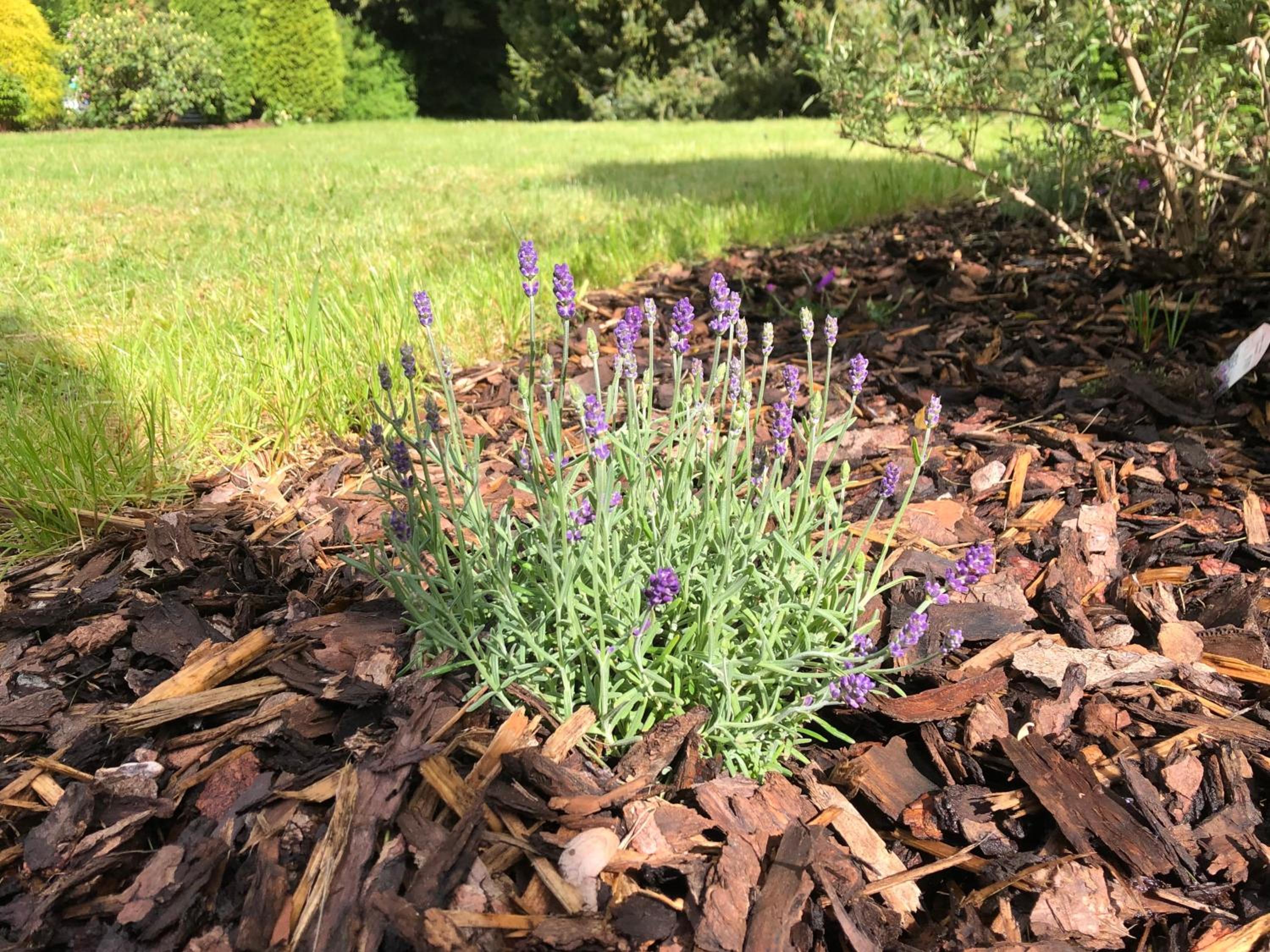 Idas Garten