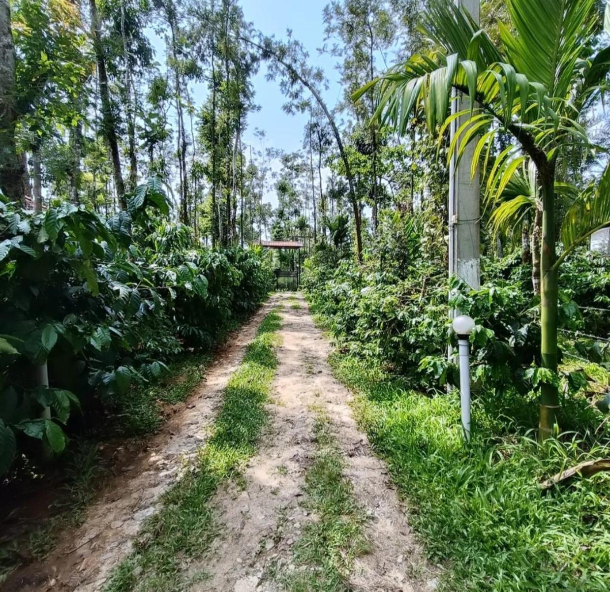 Coffee Breeze Plantation Homestay - Swimming Pool and Simple Rooms