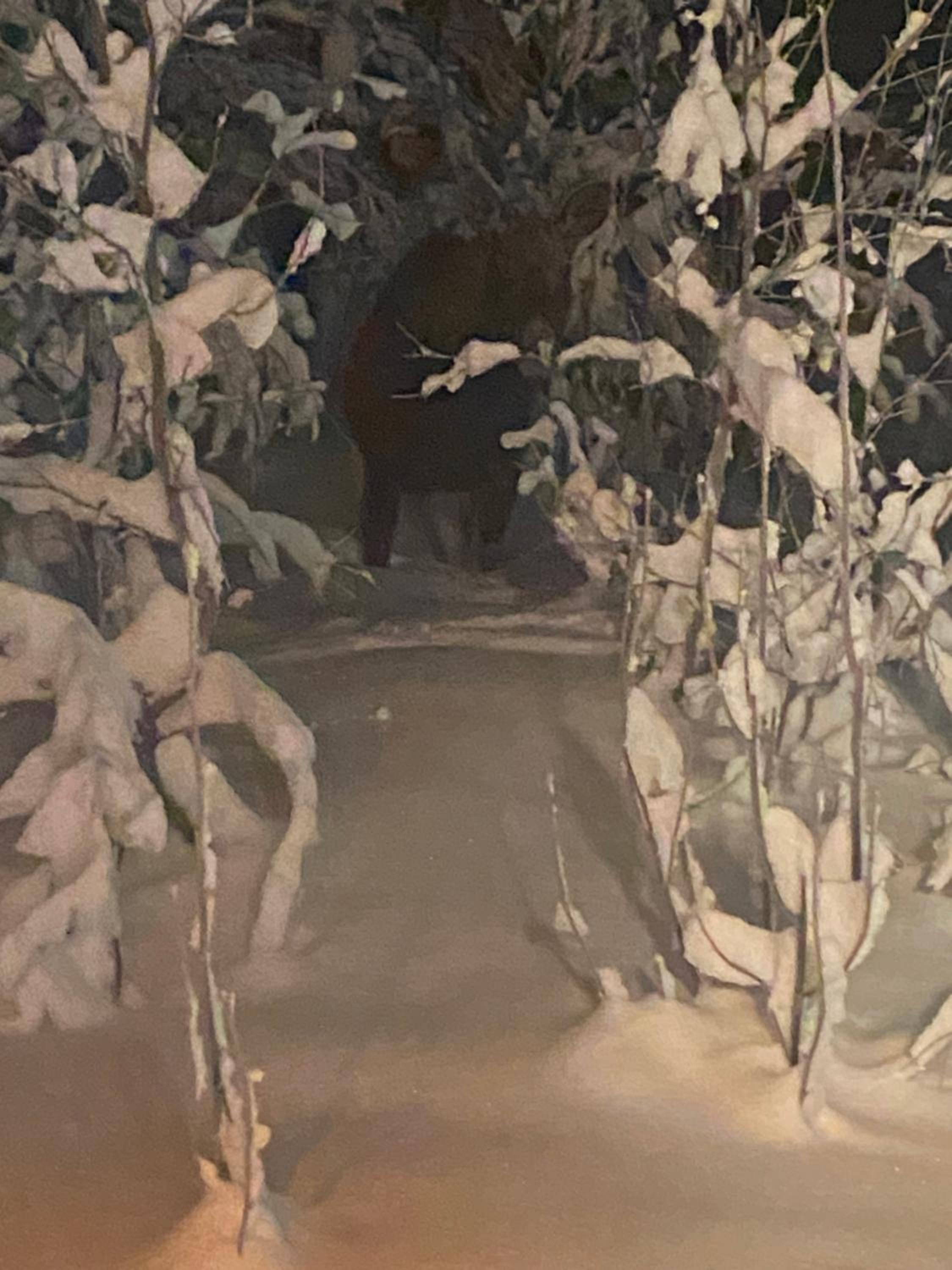 Senja
