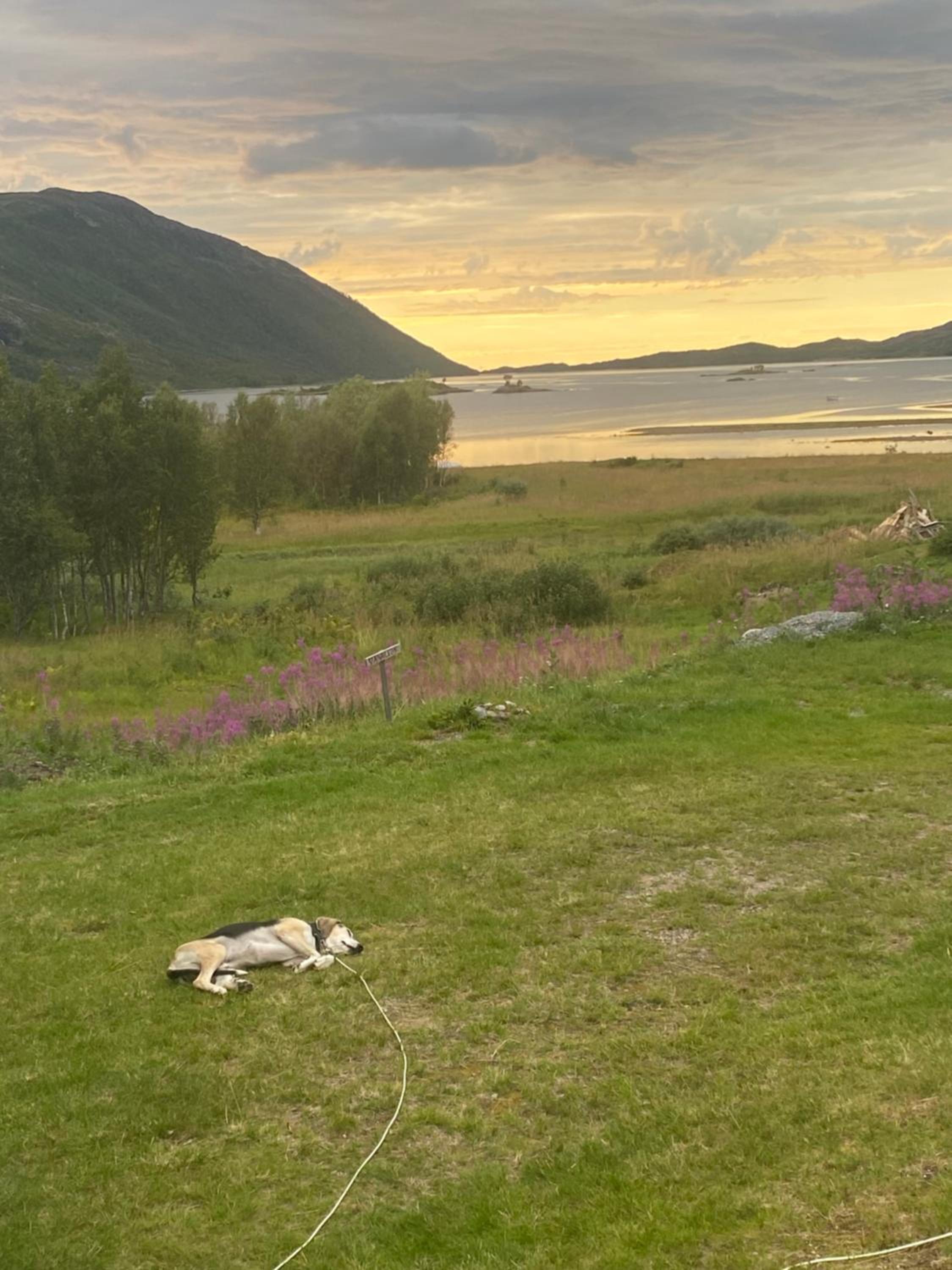 Senja