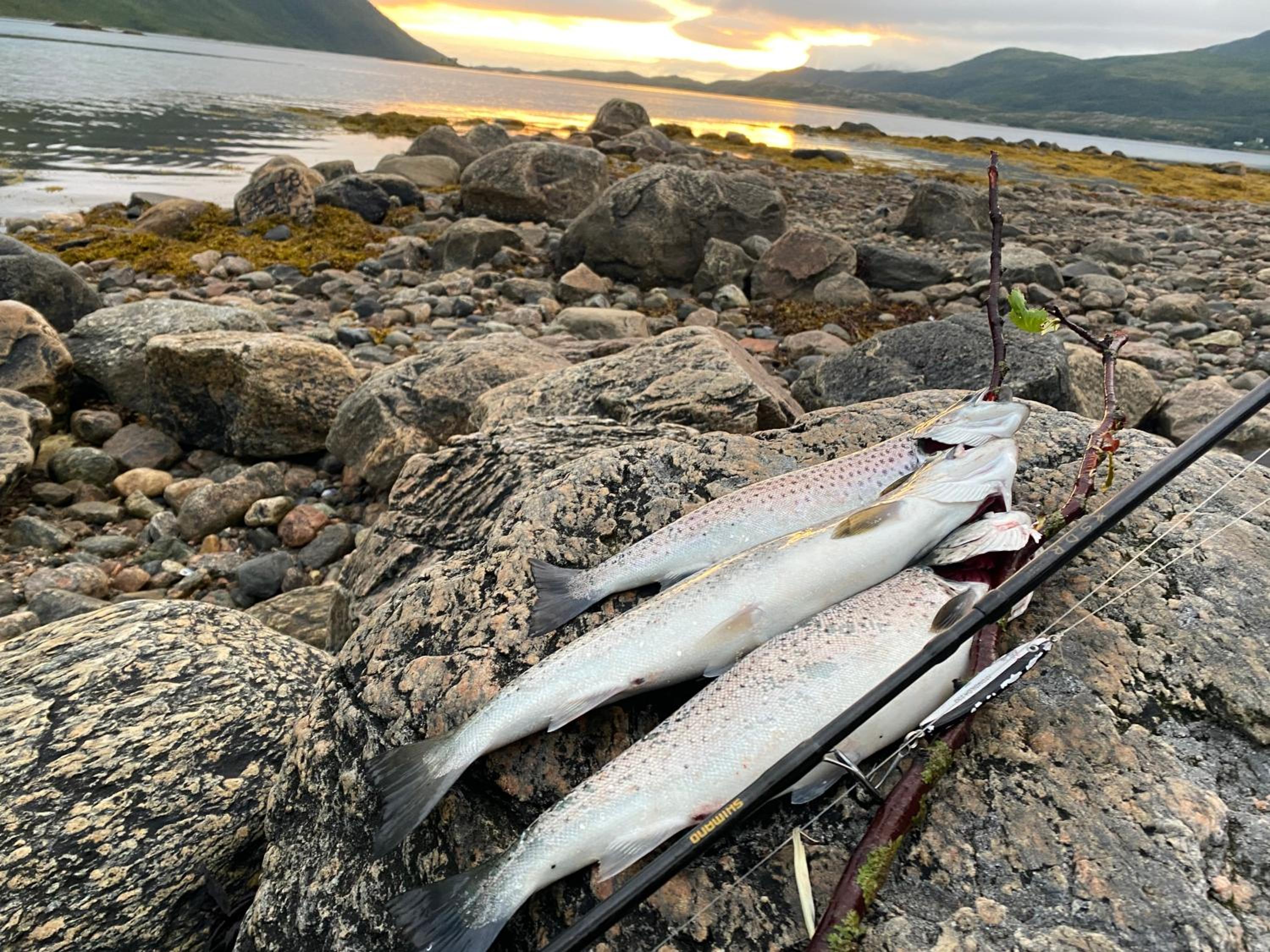 Senja