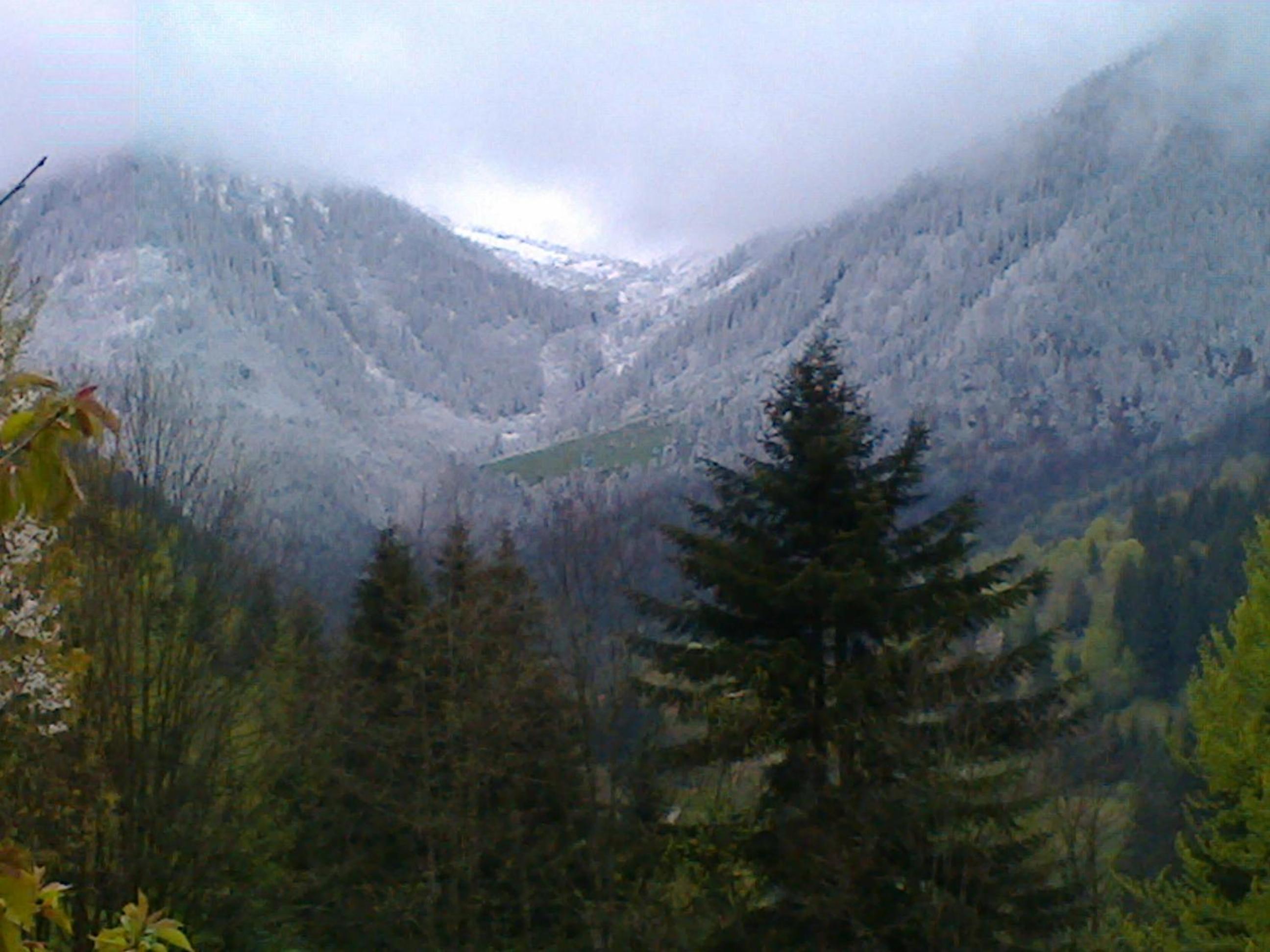 Cabana Bradut Borsa view 3