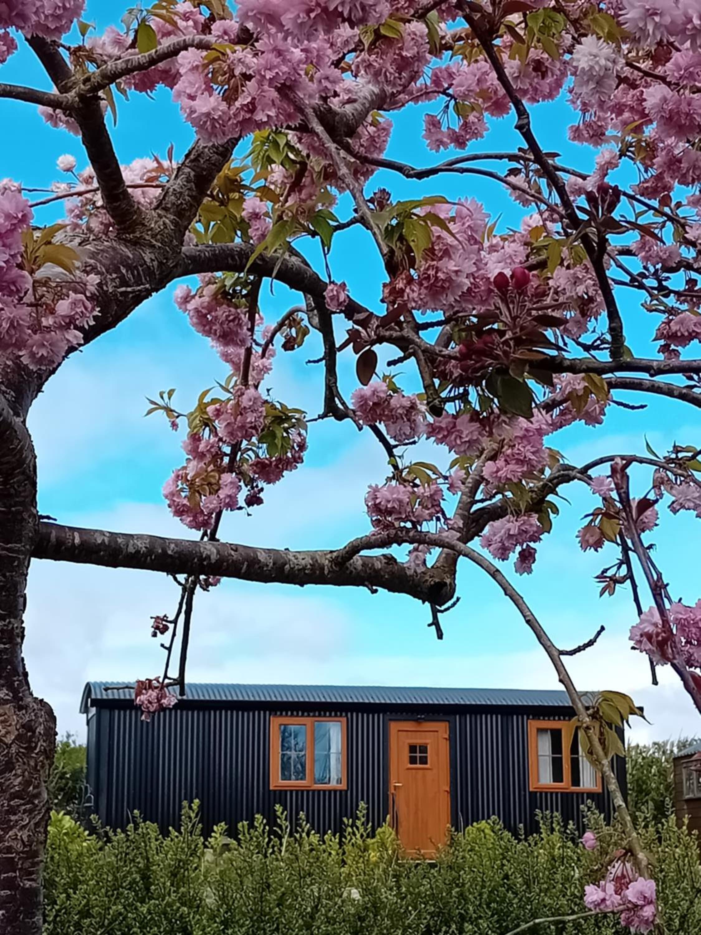 Carlingford Glamping Hut view 3