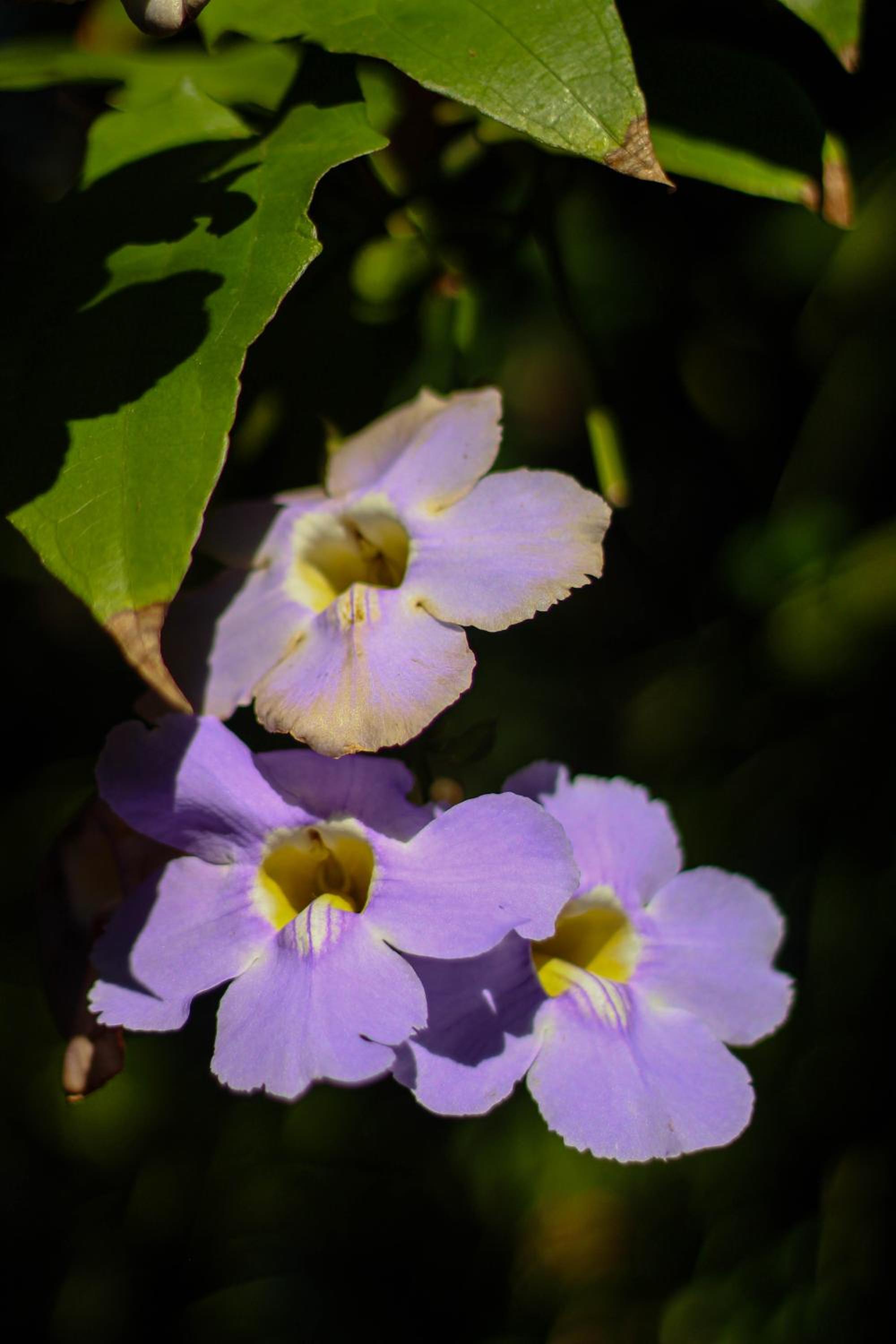 Pousada Tropicana