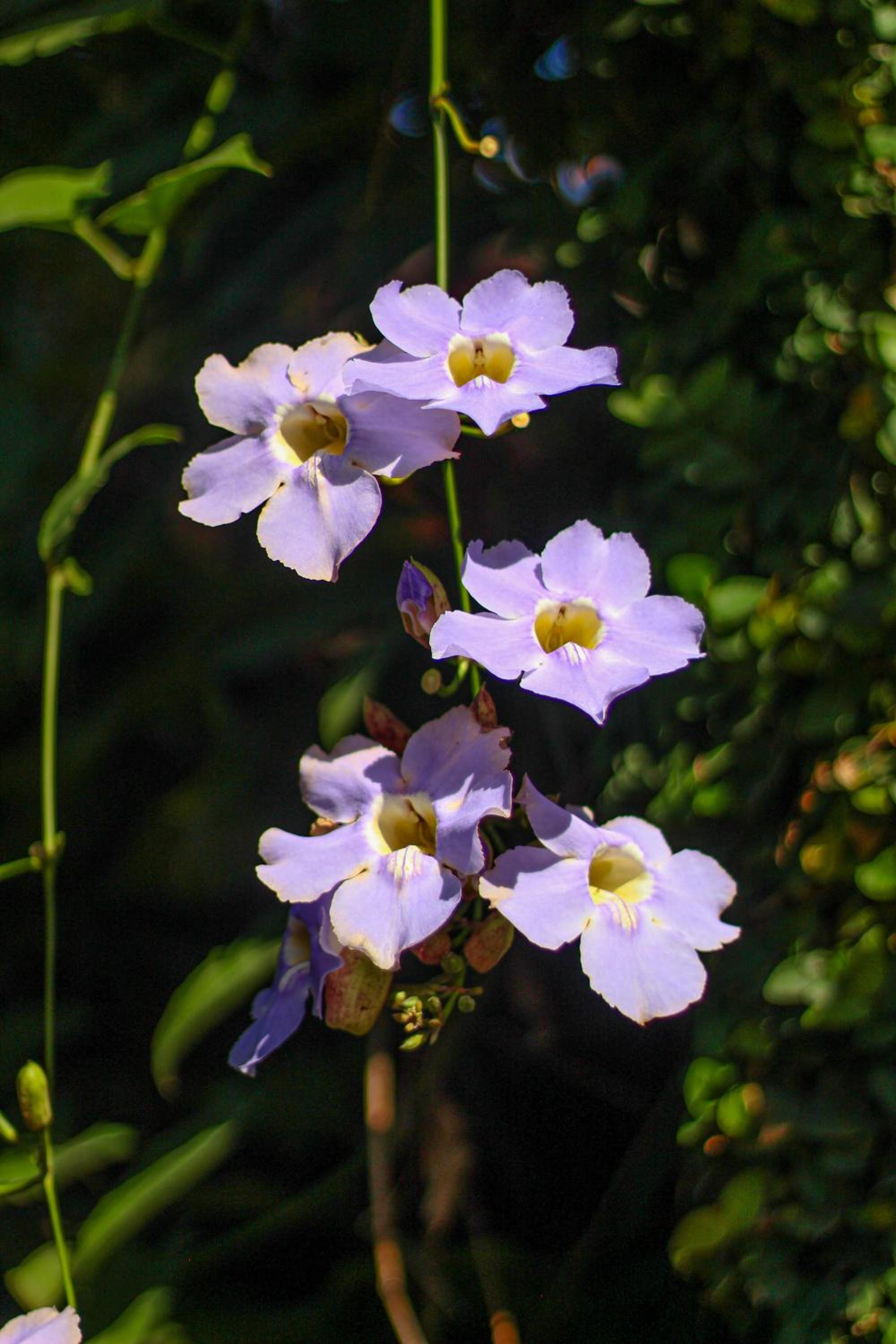 Pousada Tropicana