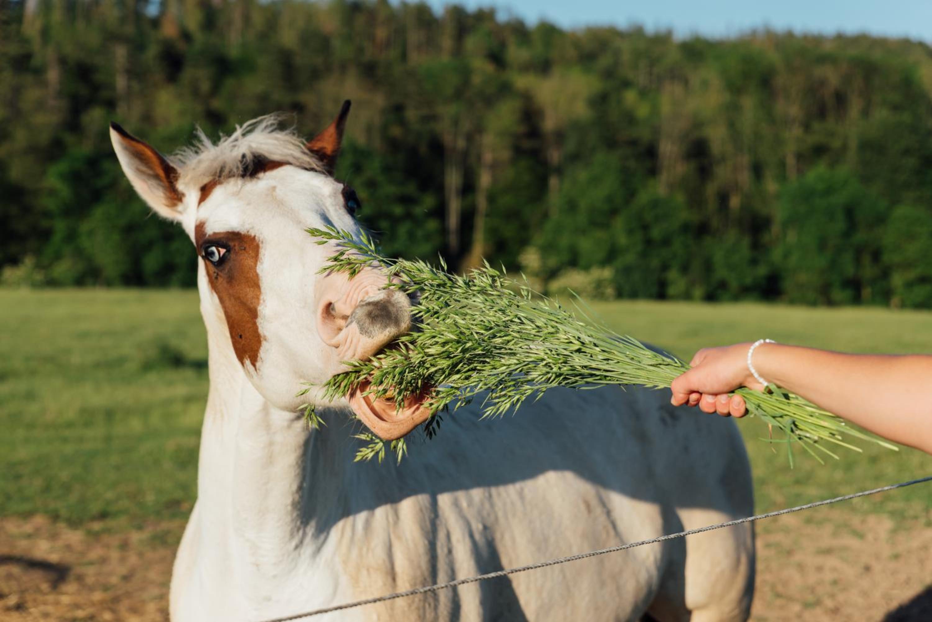 Rekreační a jezdecký areál Equifarm