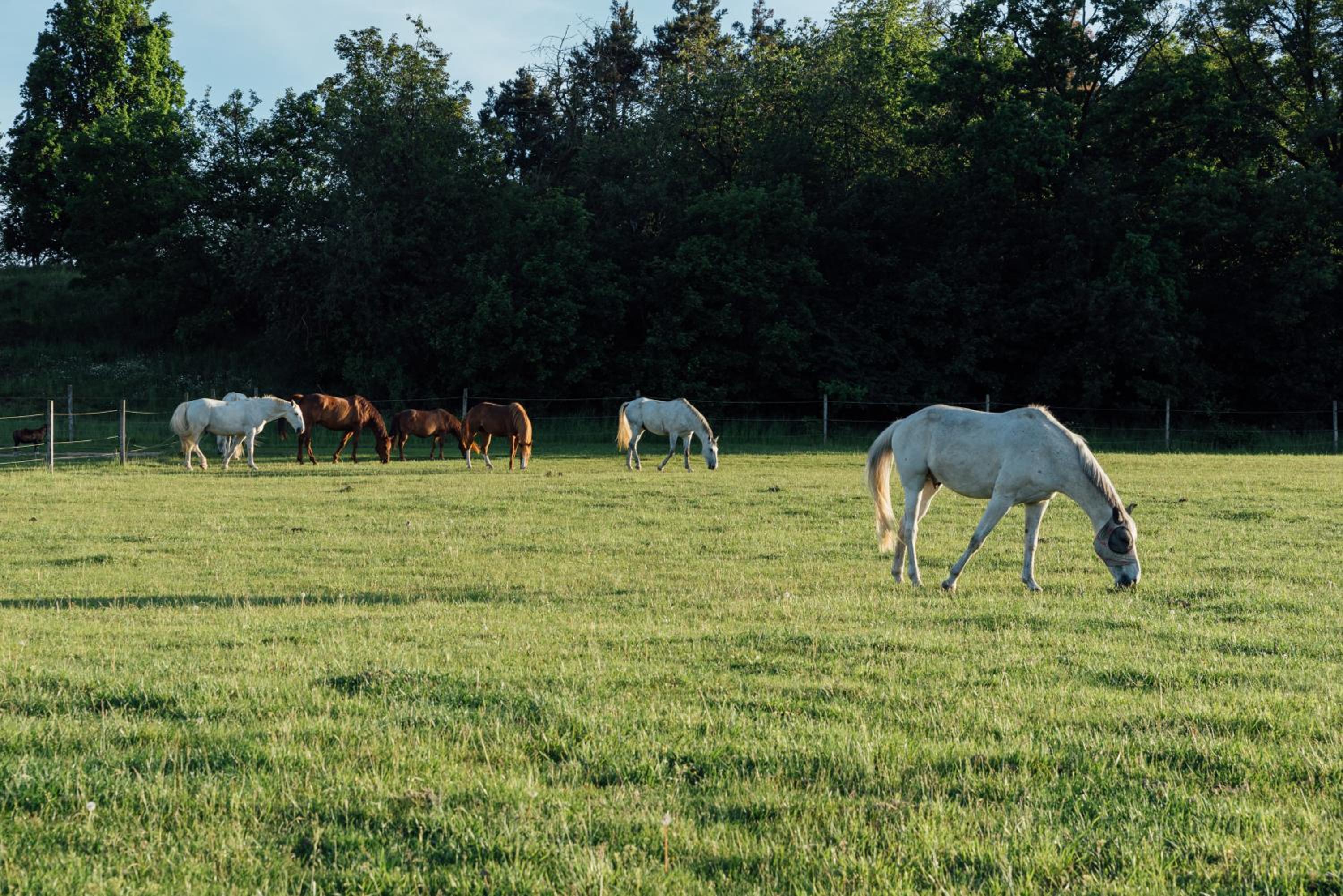 Rekreační a jezdecký areál Equifarm