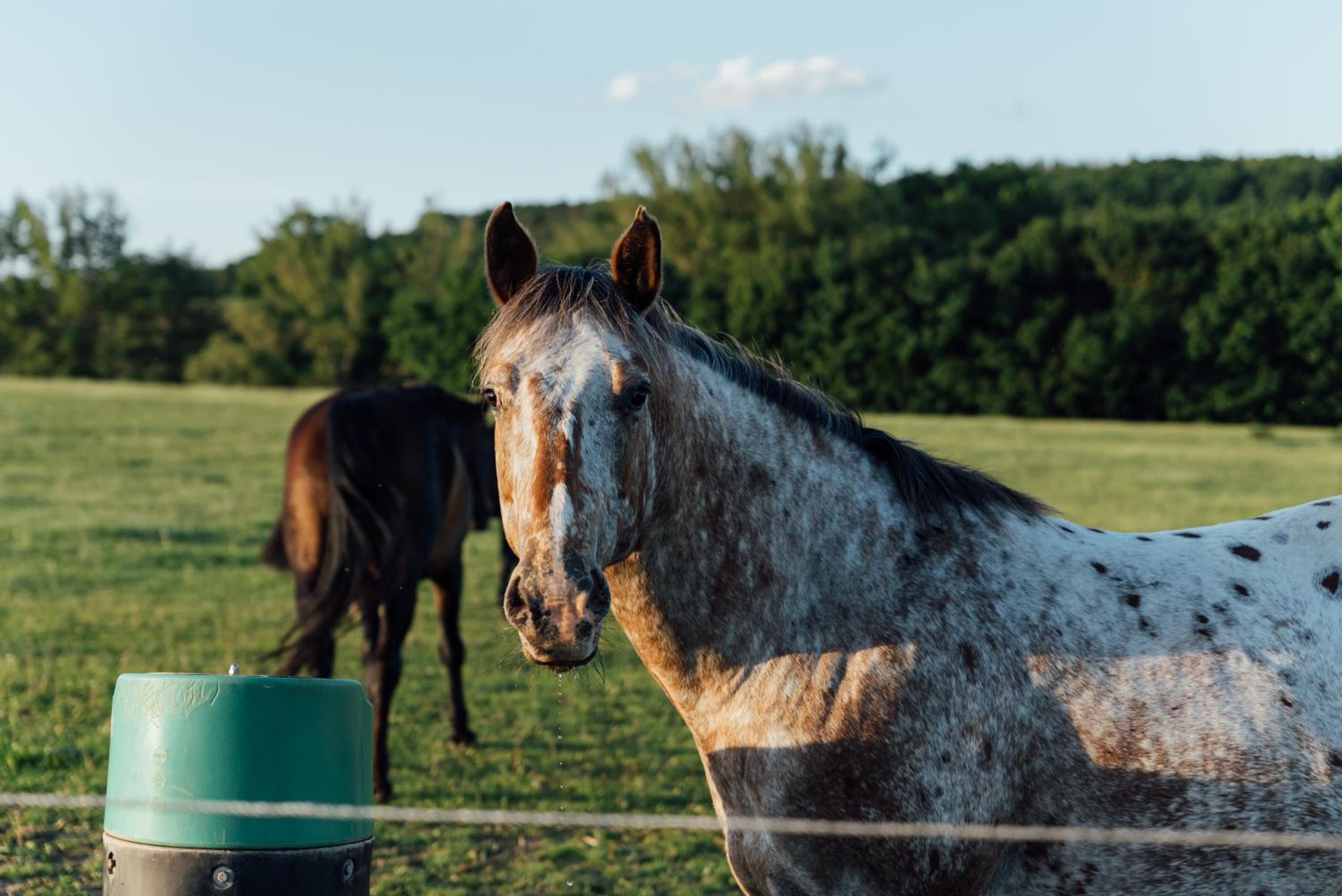 Rekreační a jezdecký areál Equifarm