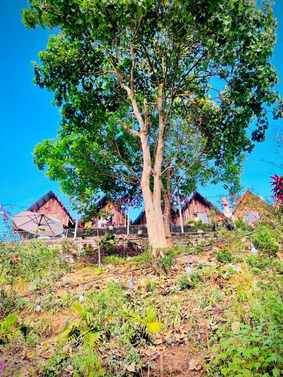 Thiên Thảo Homestay