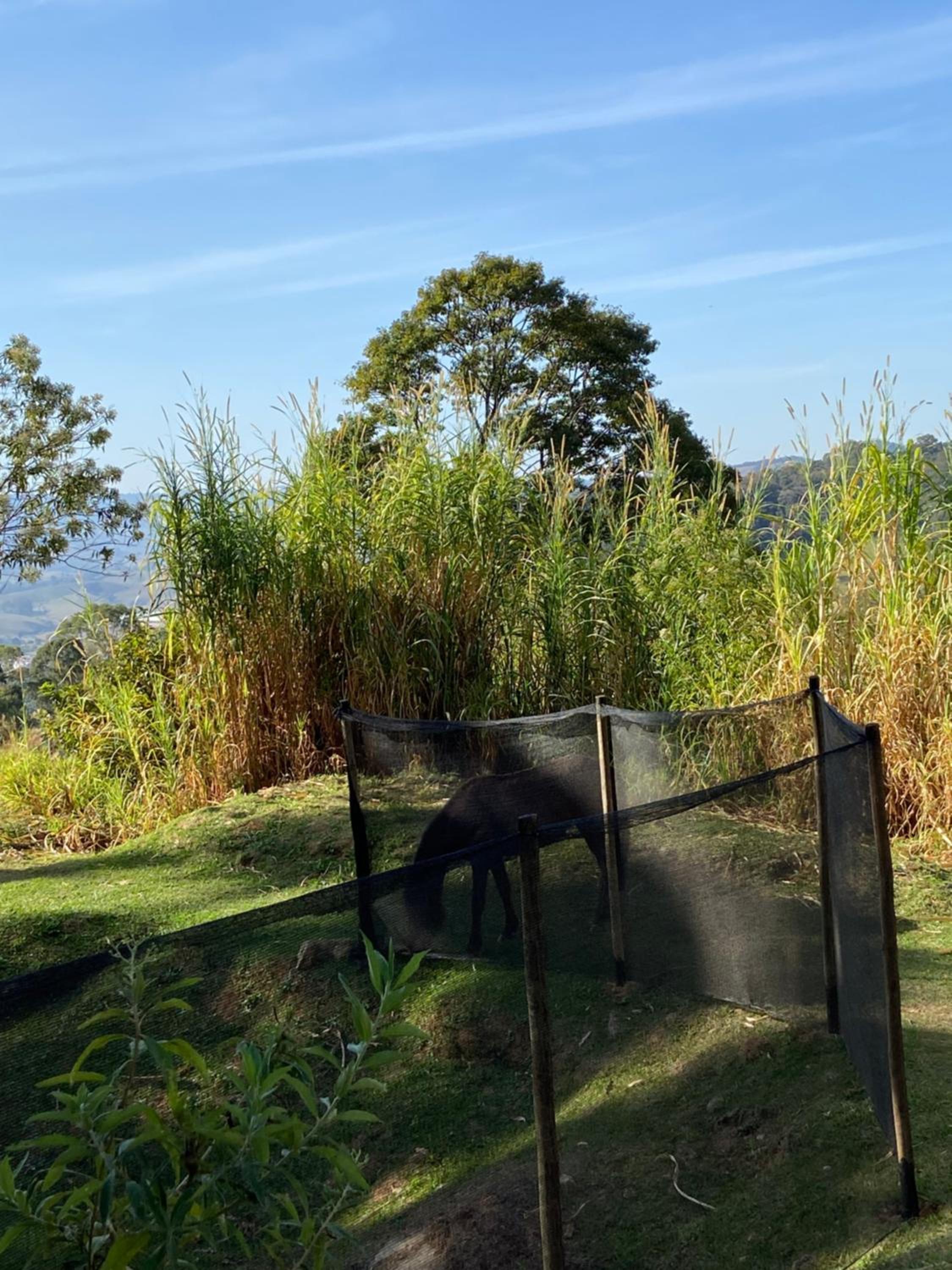 Chalés Sitio Mangala
