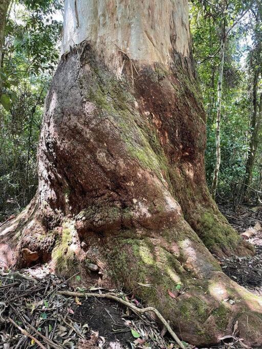 The Cabin Barrington Tops Your Eco Place in Nature