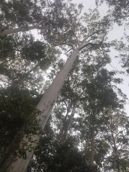 The Cabin Barrington Tops Your Eco Place in Nature