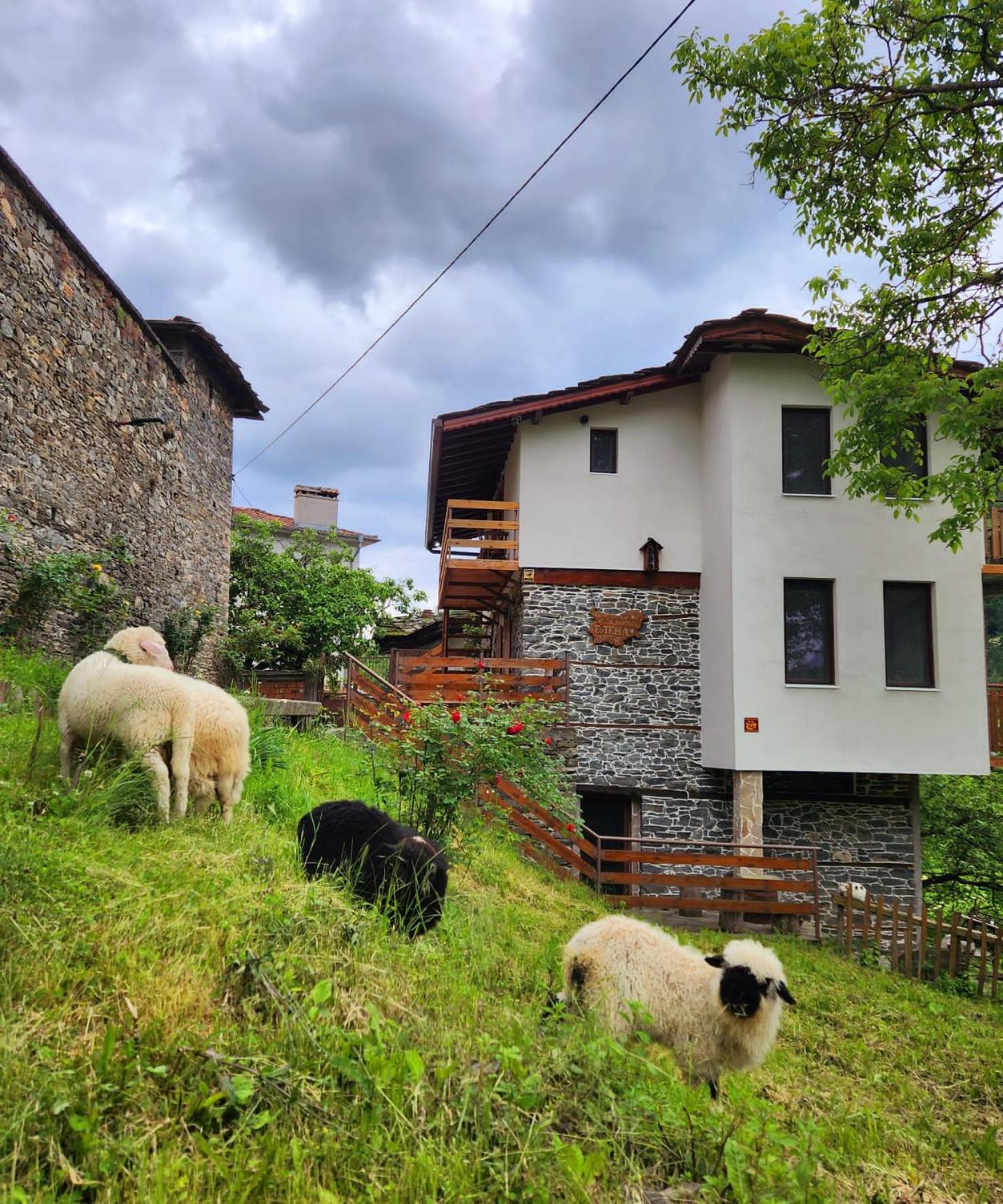 GUEST HOUSE ELENA