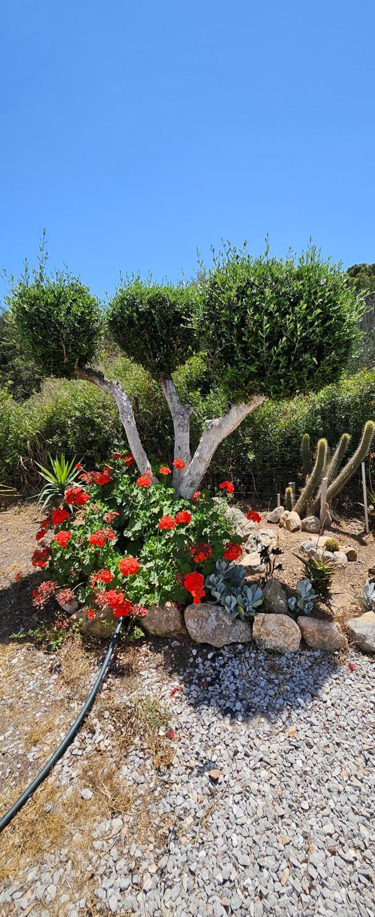 Villa Oleander