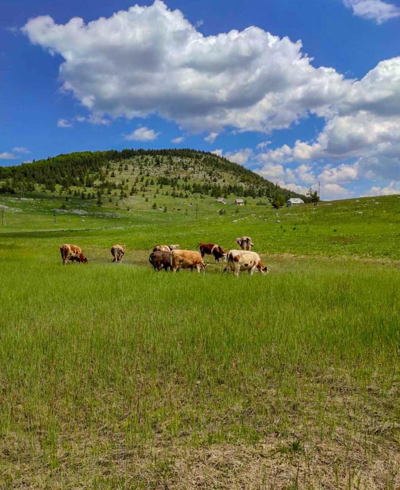 Family Farm Pejovic view 5