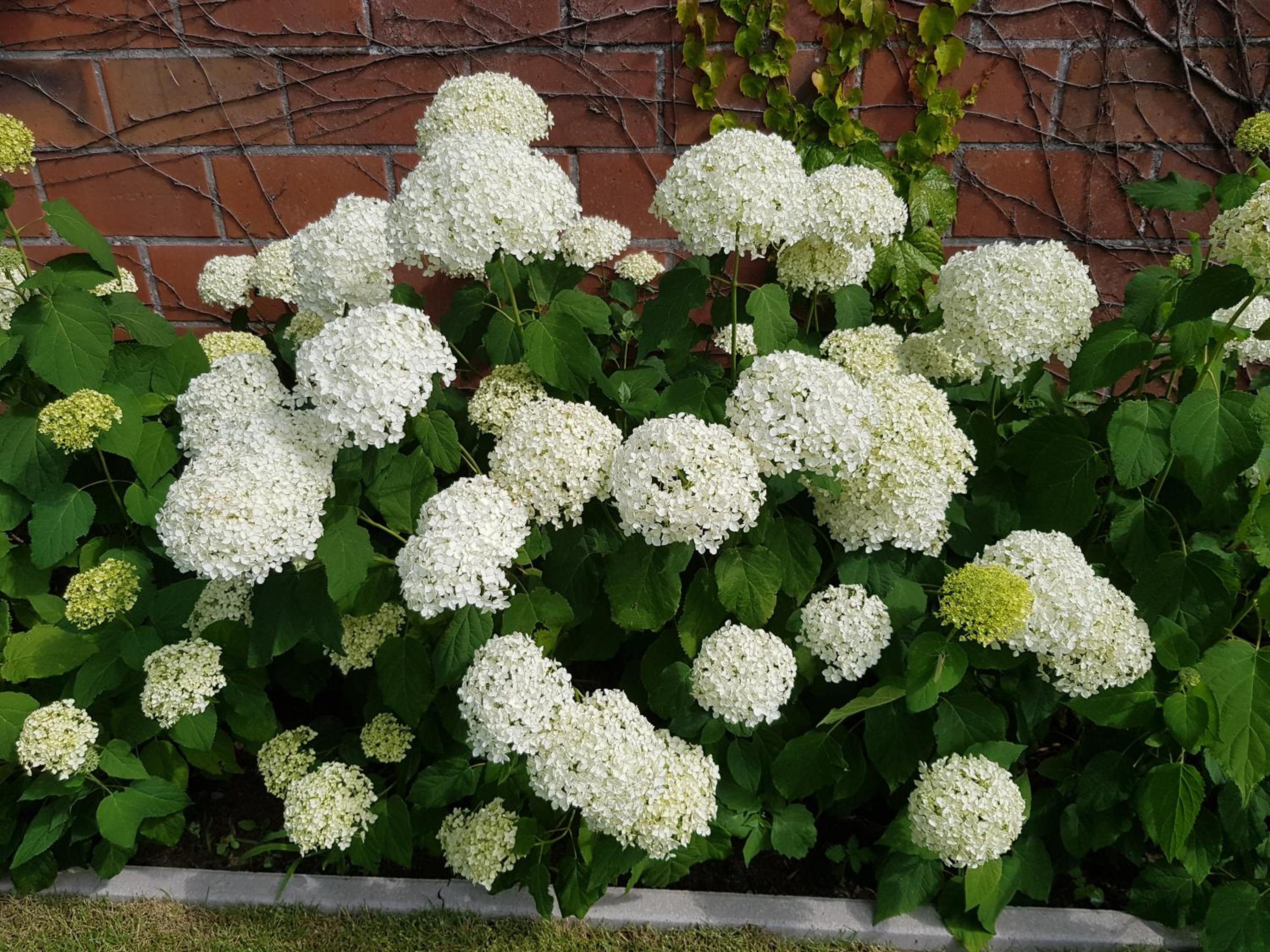 B&B De Vlierbeek
