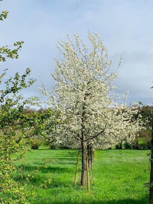 Au Ny des Hirondelles à 10min de Durbuy