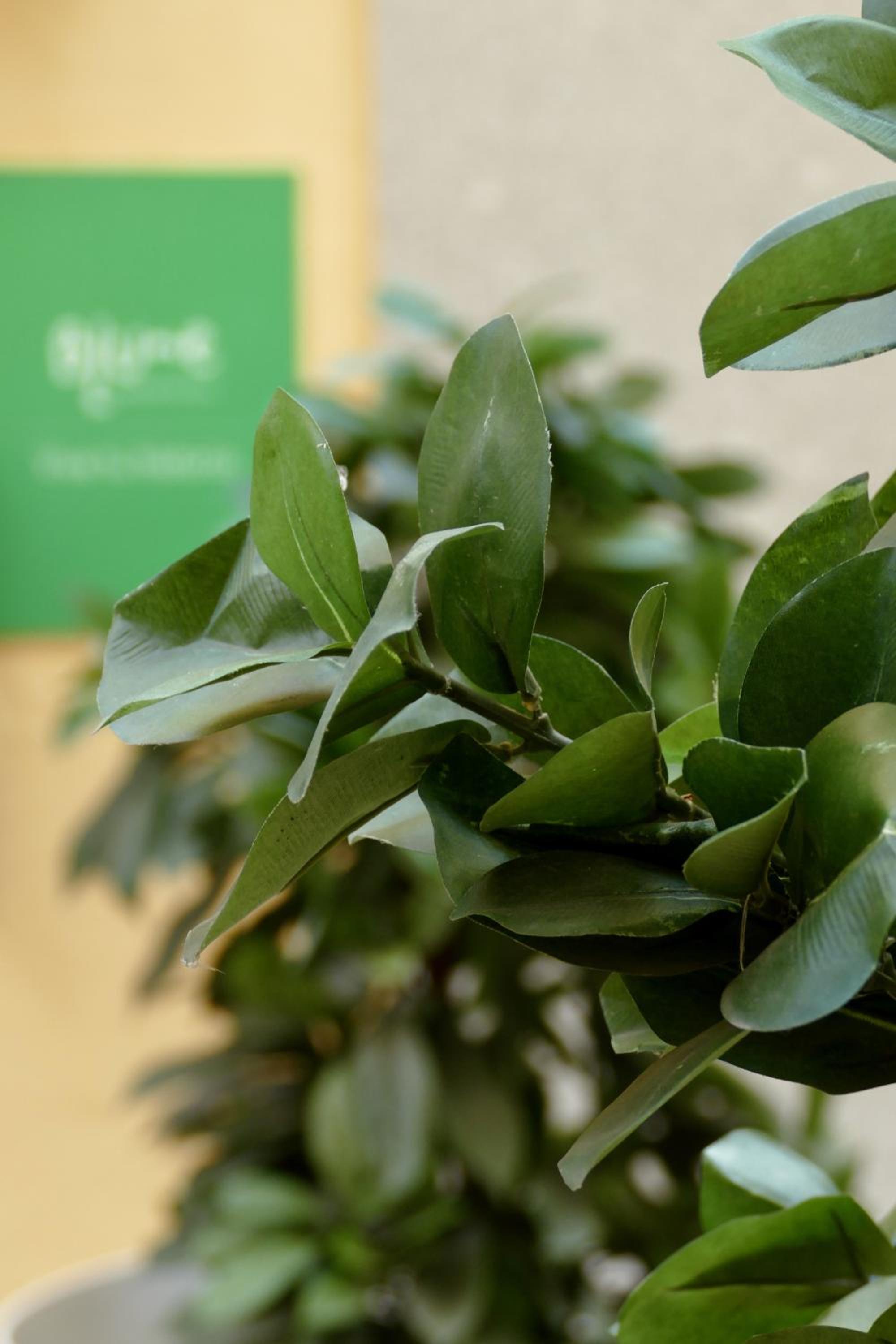 Apartamentos Blume Conde Aranda
