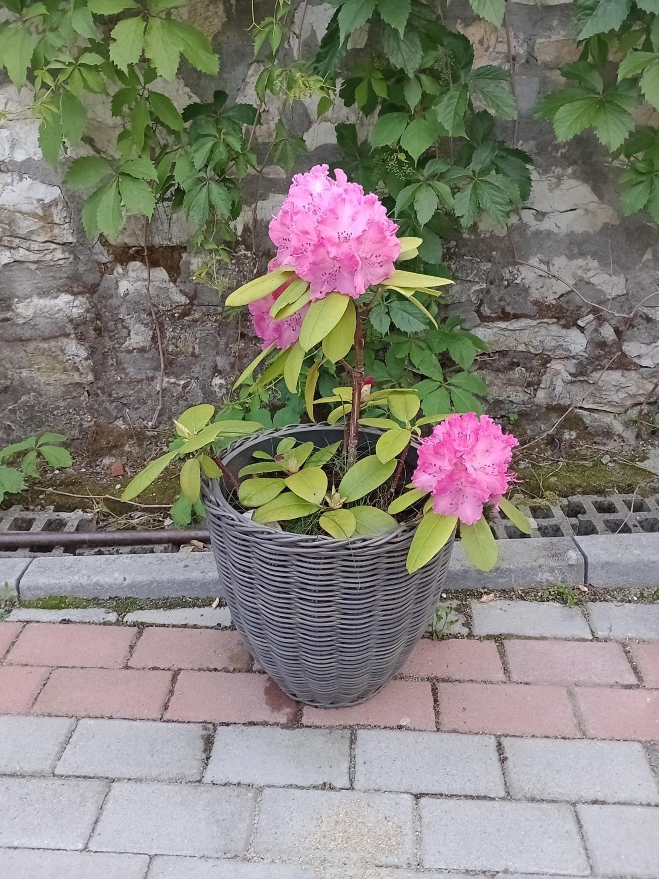 Photo 19
