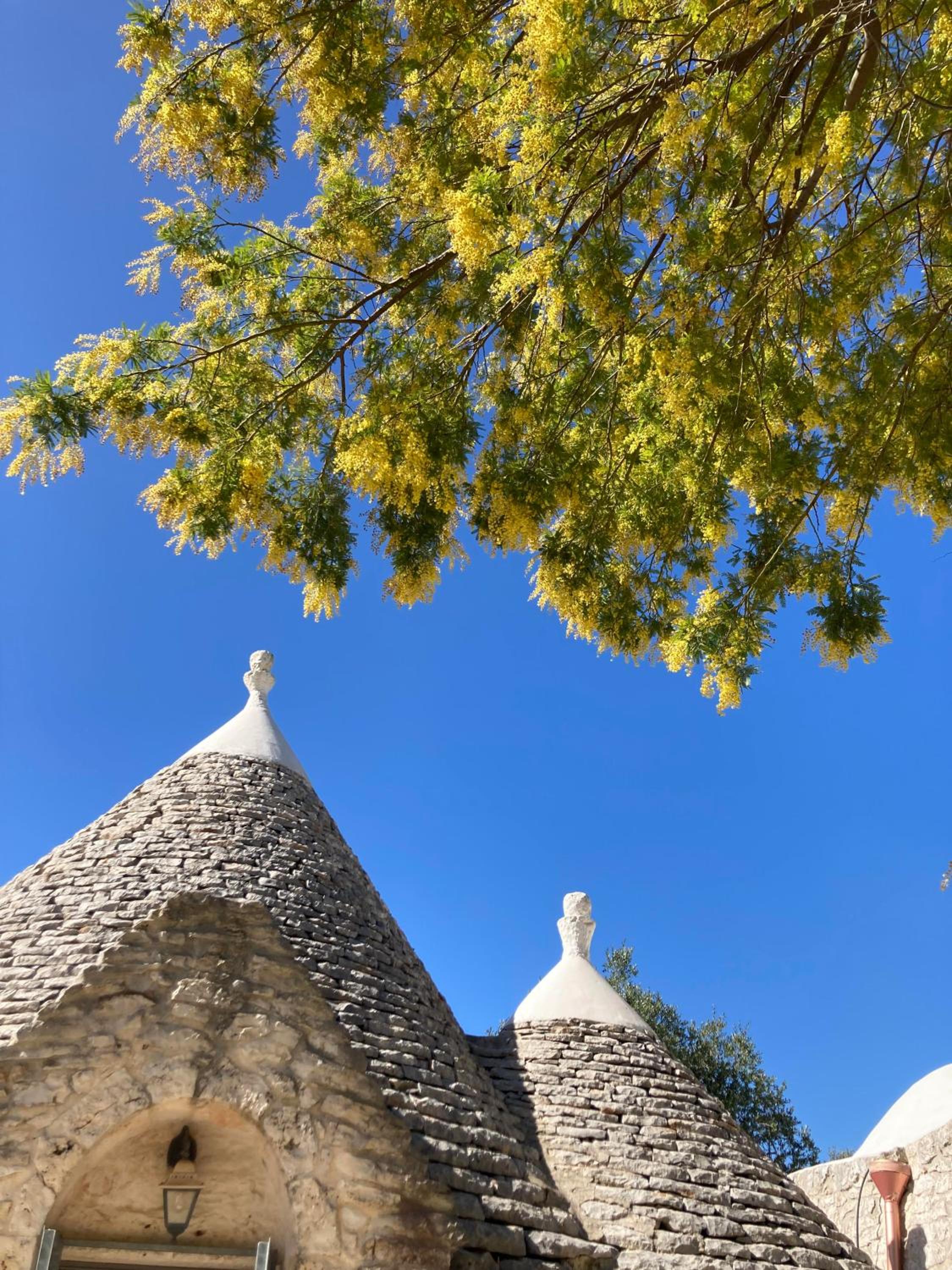 trulli mimosa by pugliadamare
