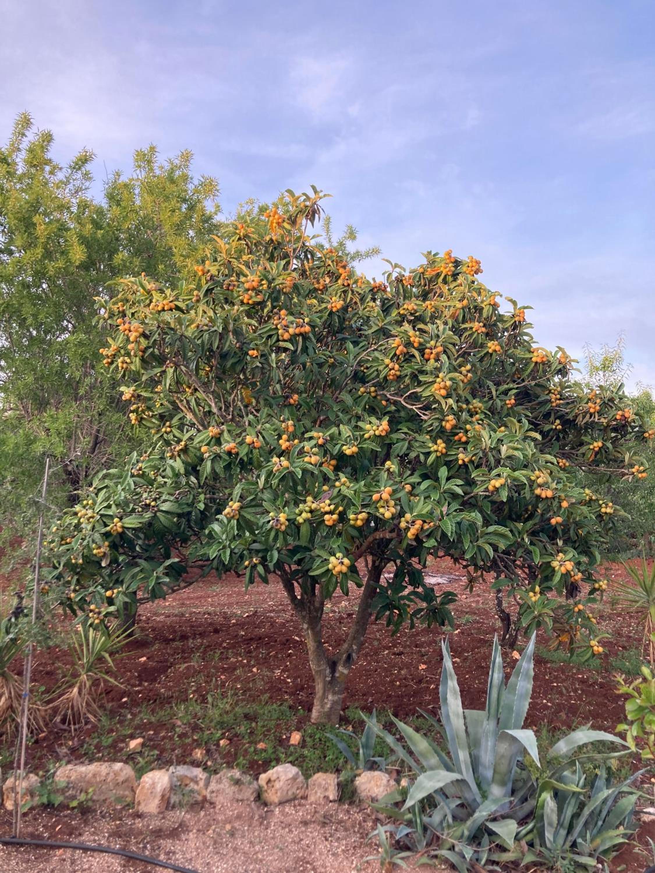 trulli mimosa by pugliadamare