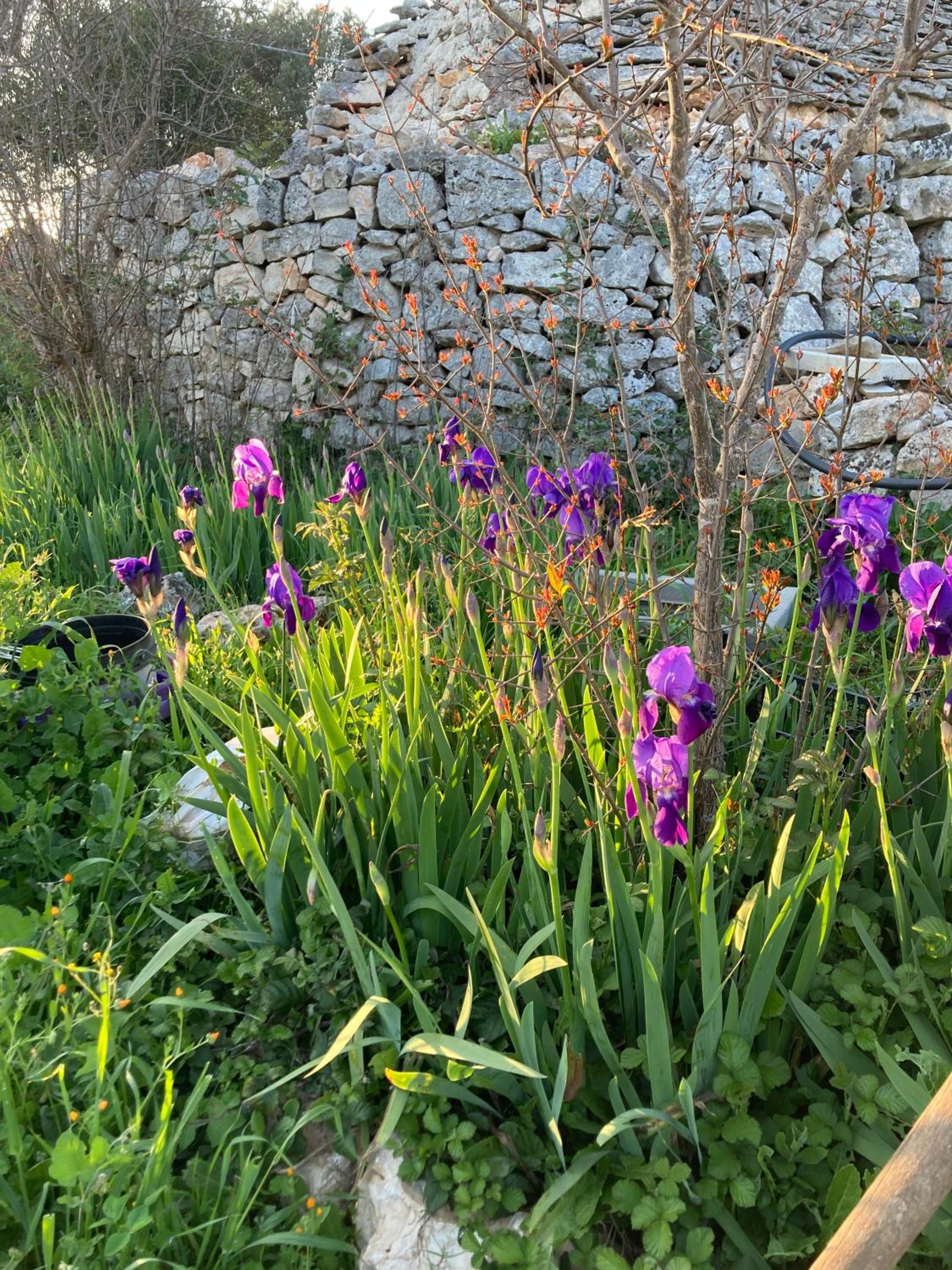 trulli mimosa by pugliadamare