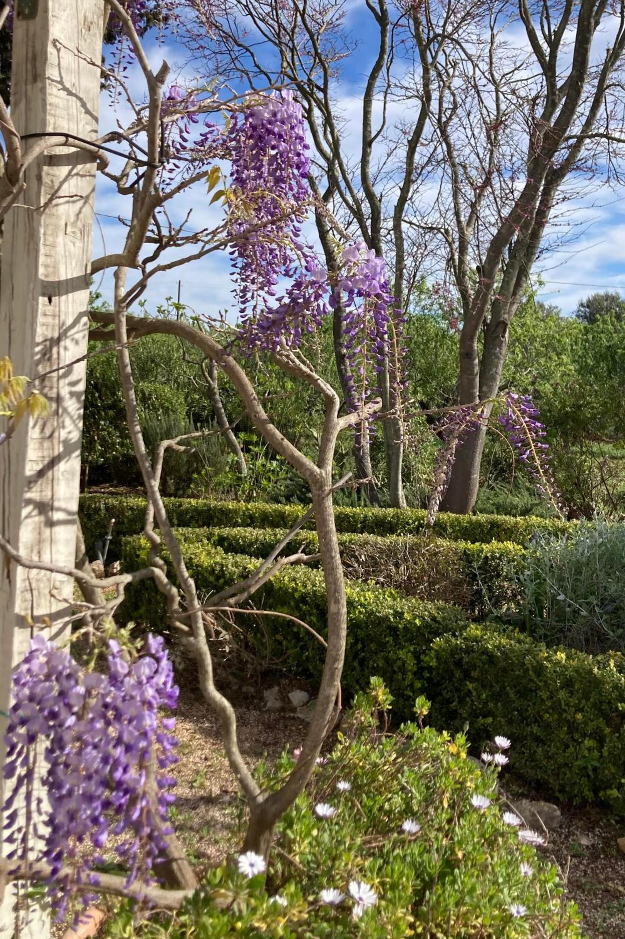 trulli mimosa by pugliadamare