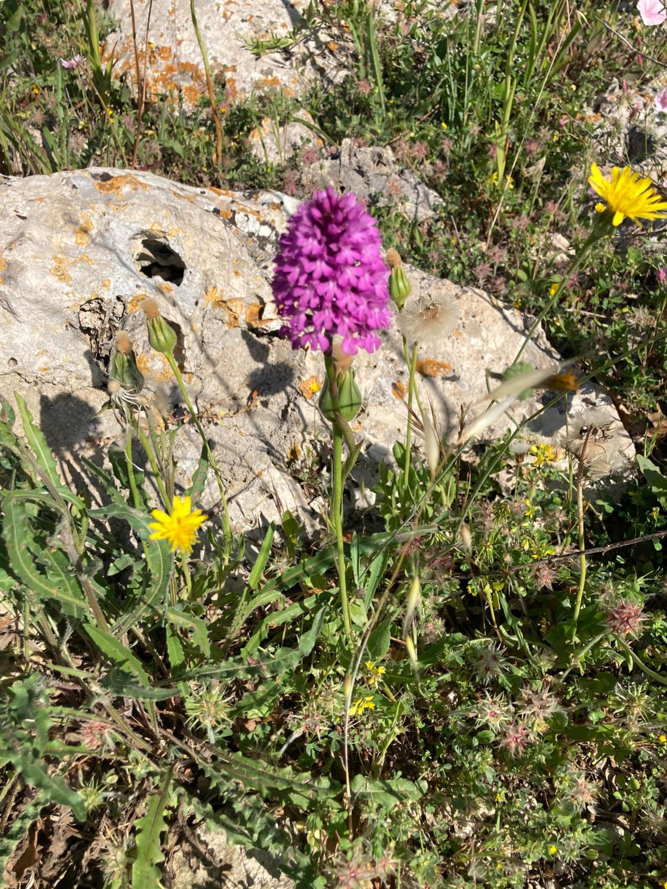 trulli mimosa by pugliadamare