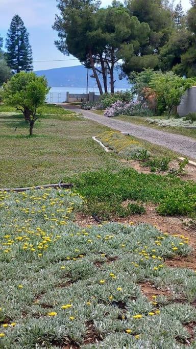 Coralia's beachfront sea view studio view 4