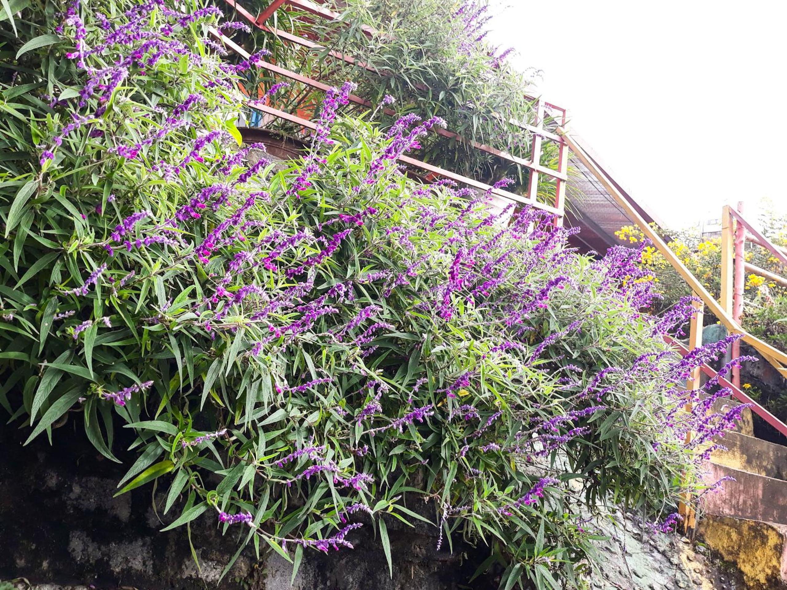 Sapa Tatu Homestay