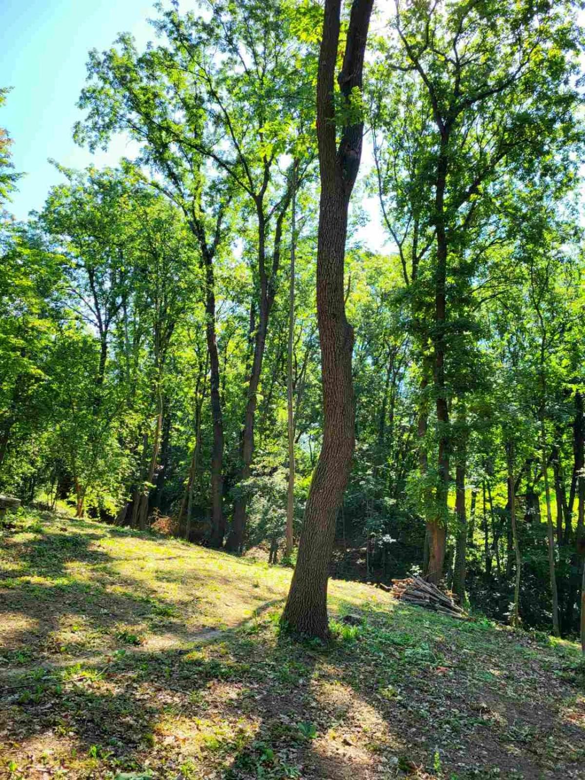 Šumski raj Lipovica