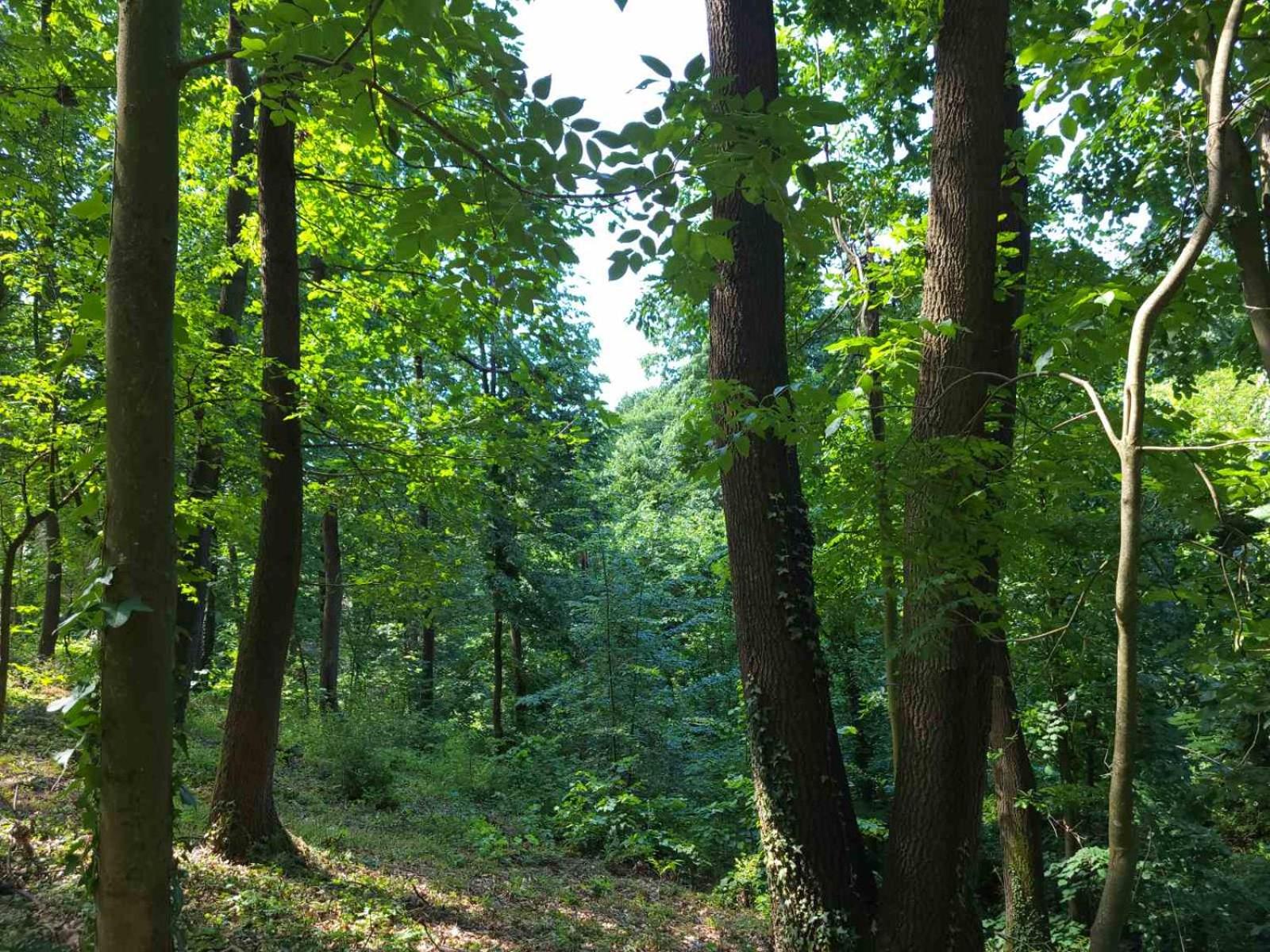 Šumski raj Lipovica