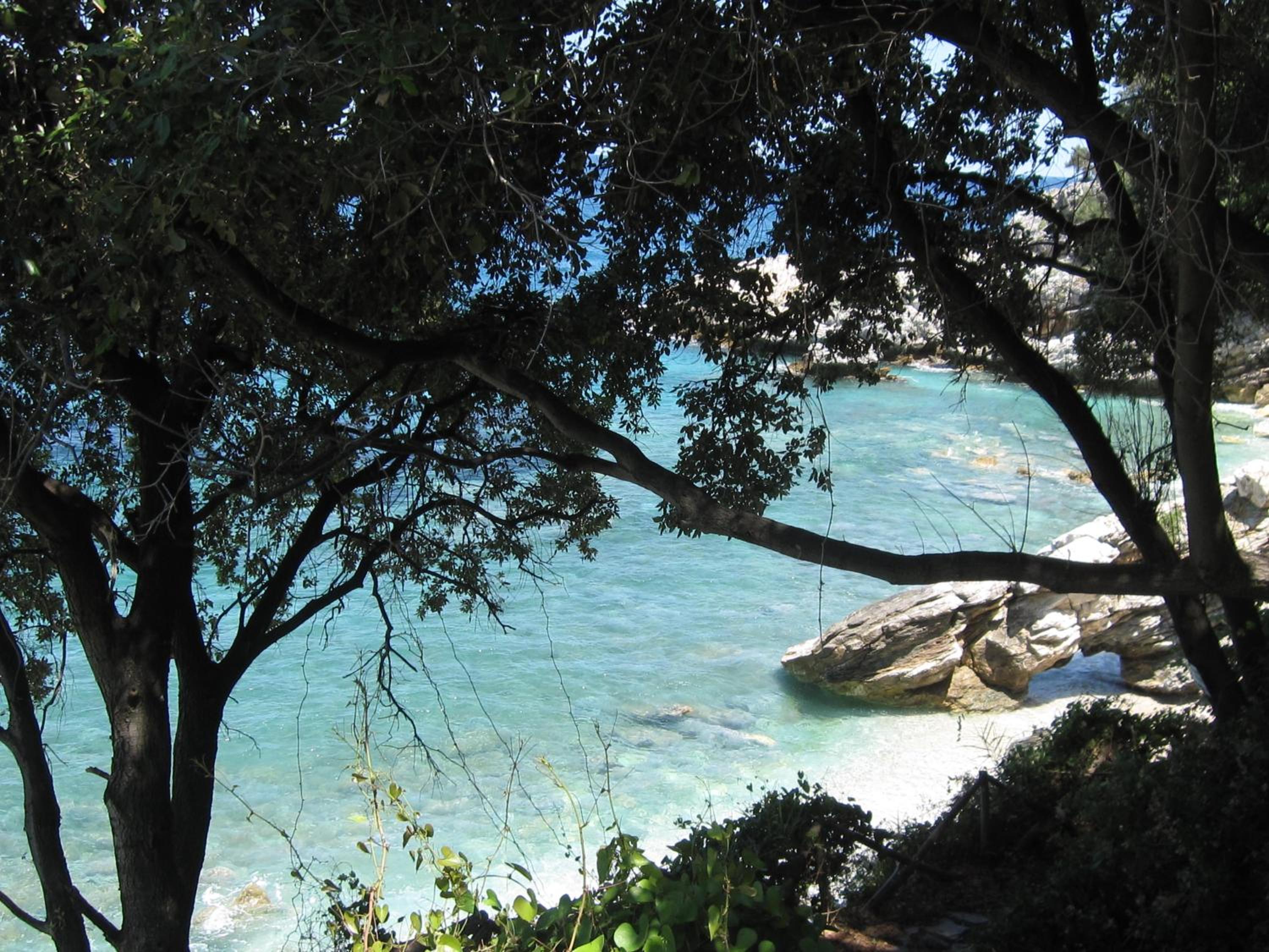 Vergopoulos Oliveyard