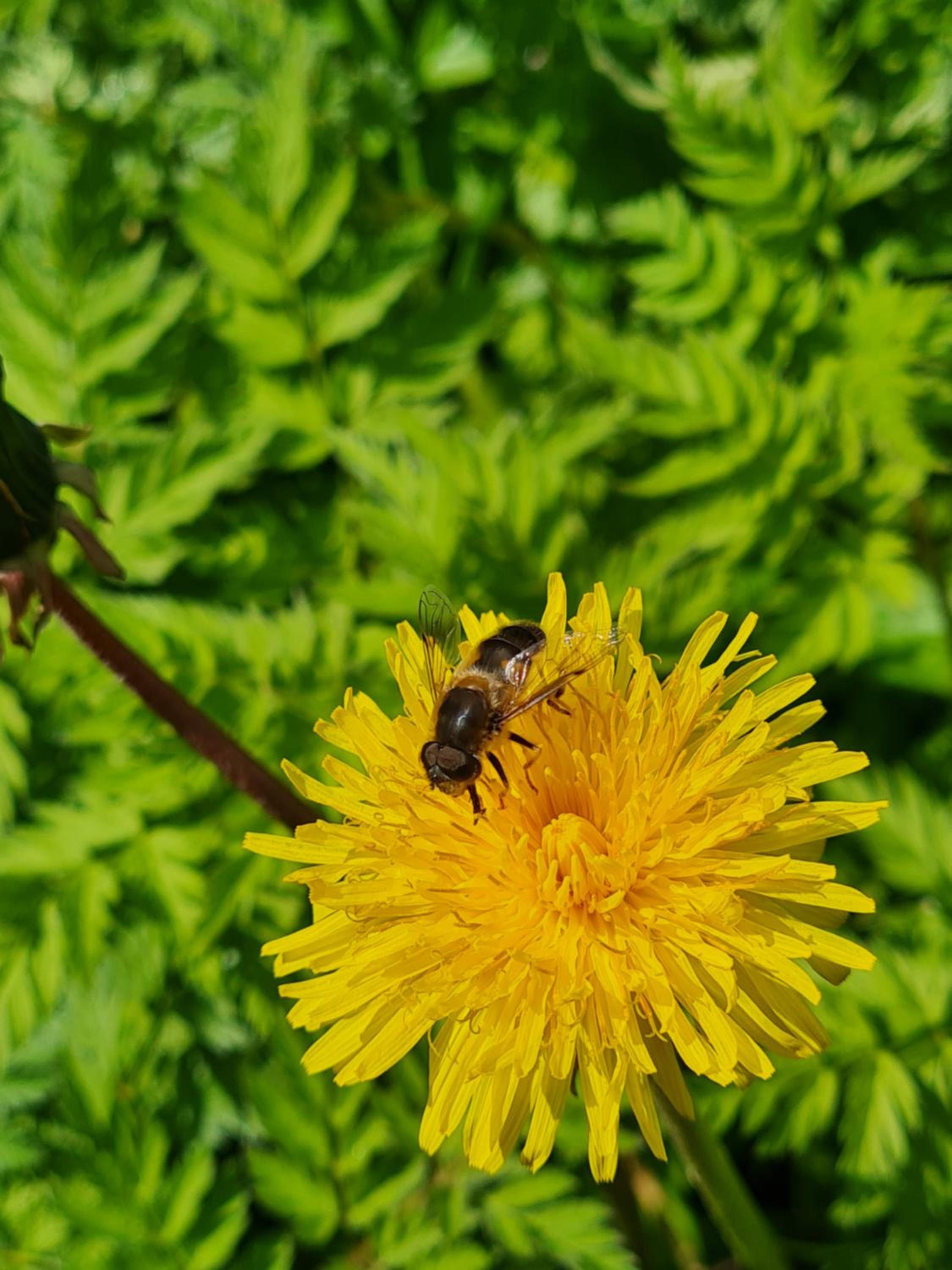 Naturlig Viis