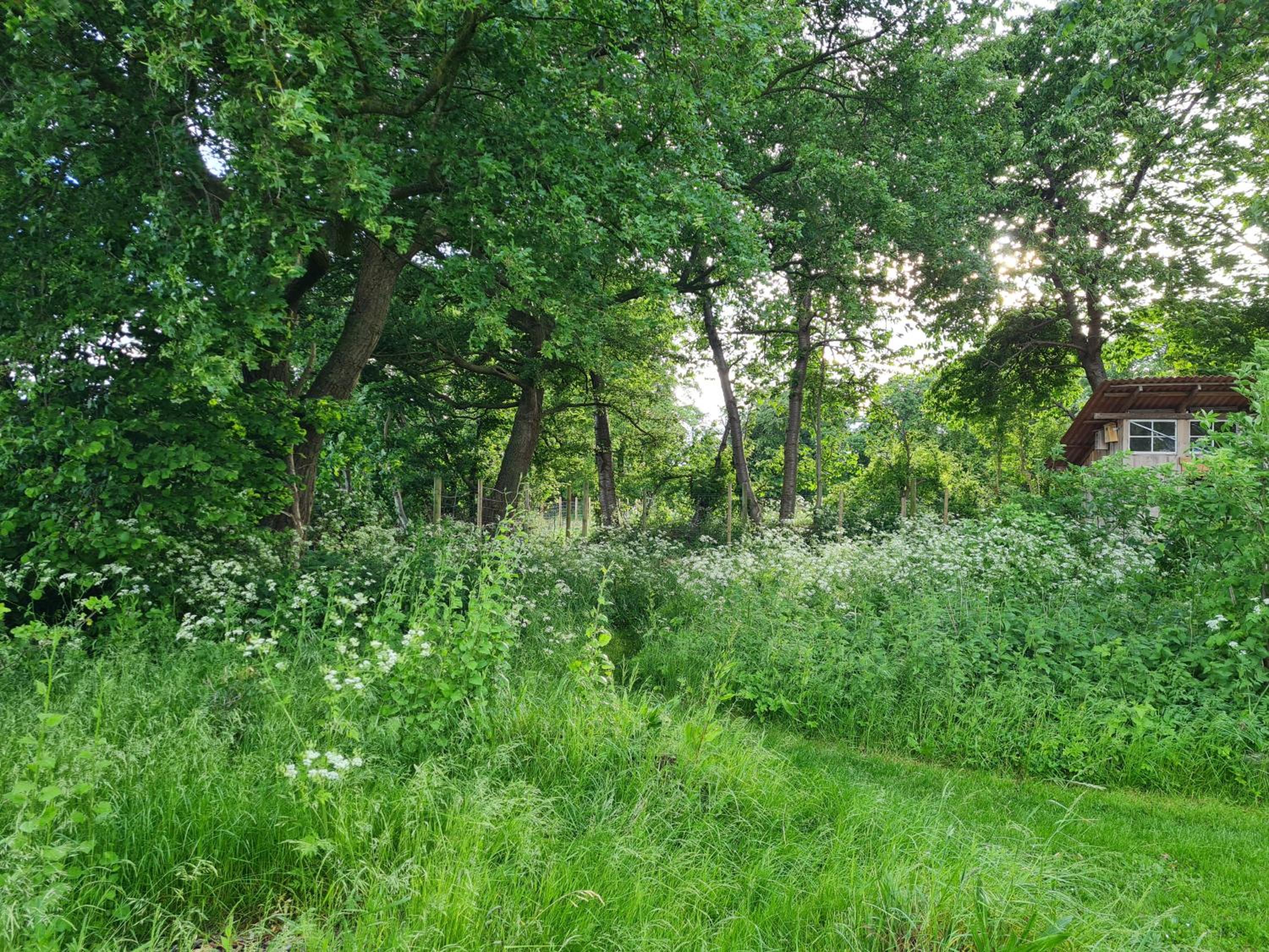 Naturlig Viis