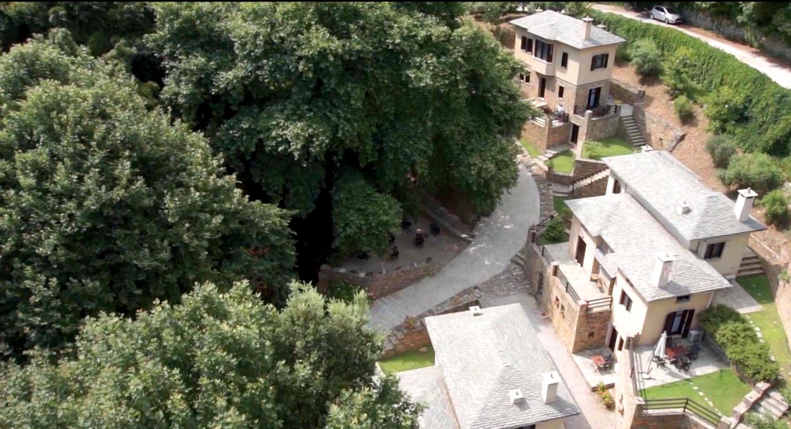 Vergopoulos Oliveyard