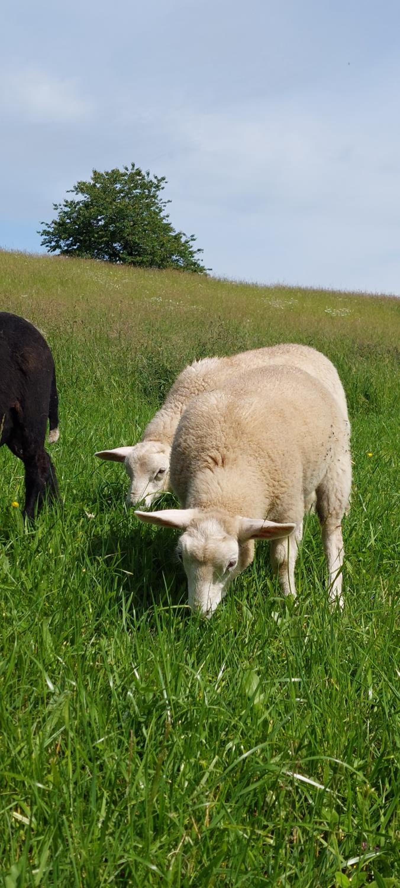 Chata na samotě, Šumava