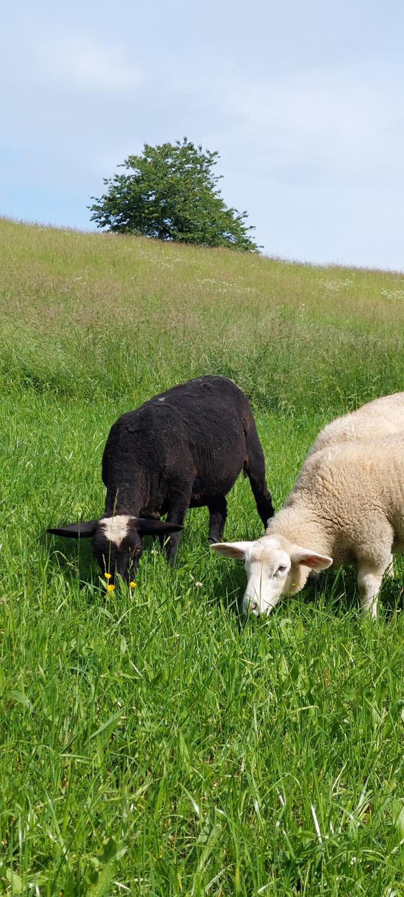 Chata na samotě, Šumava