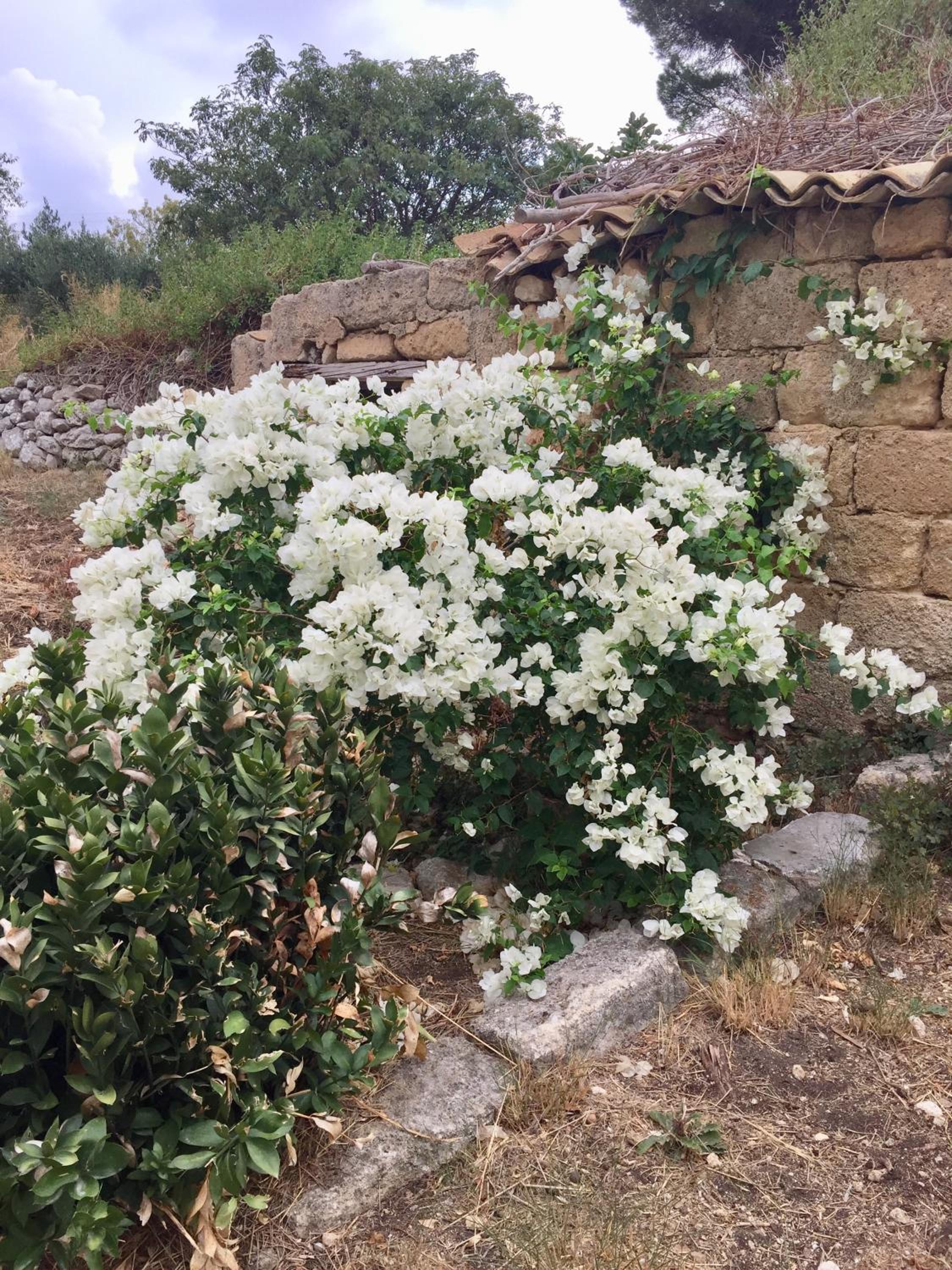 Photo 33