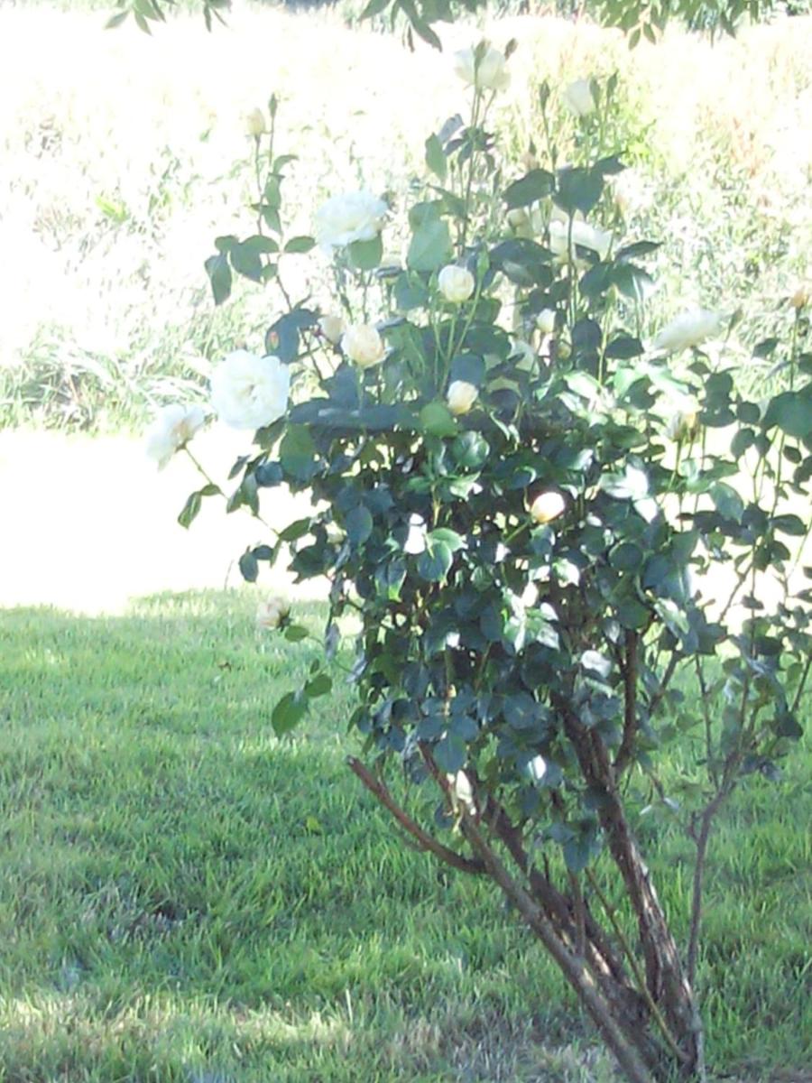 Photo 59
