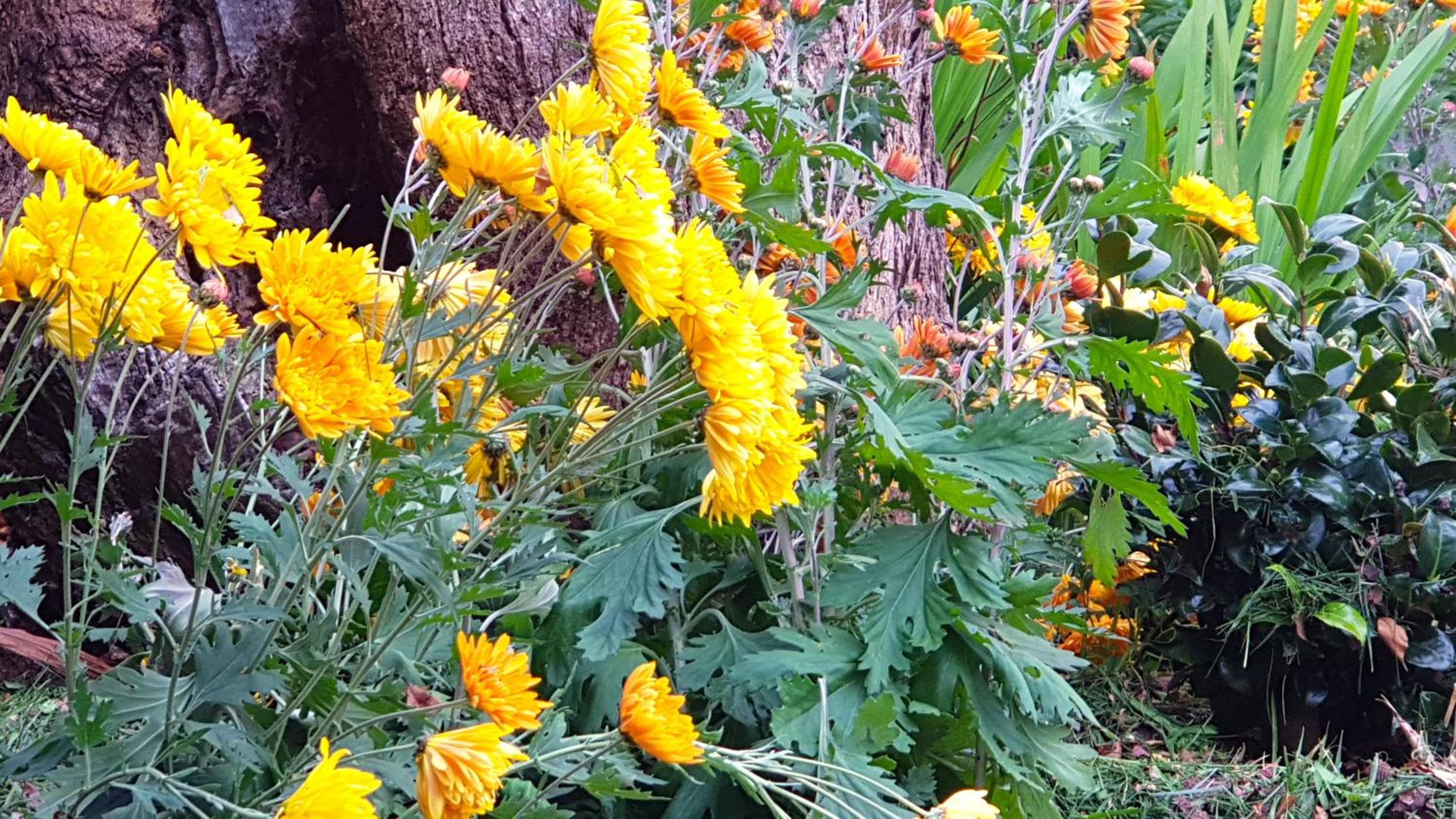 GreenLeafRetreat in Katoomba-Leura-Wentworth Falls-Blue Mountains-Pets Welcome-Free Parking & WIFI