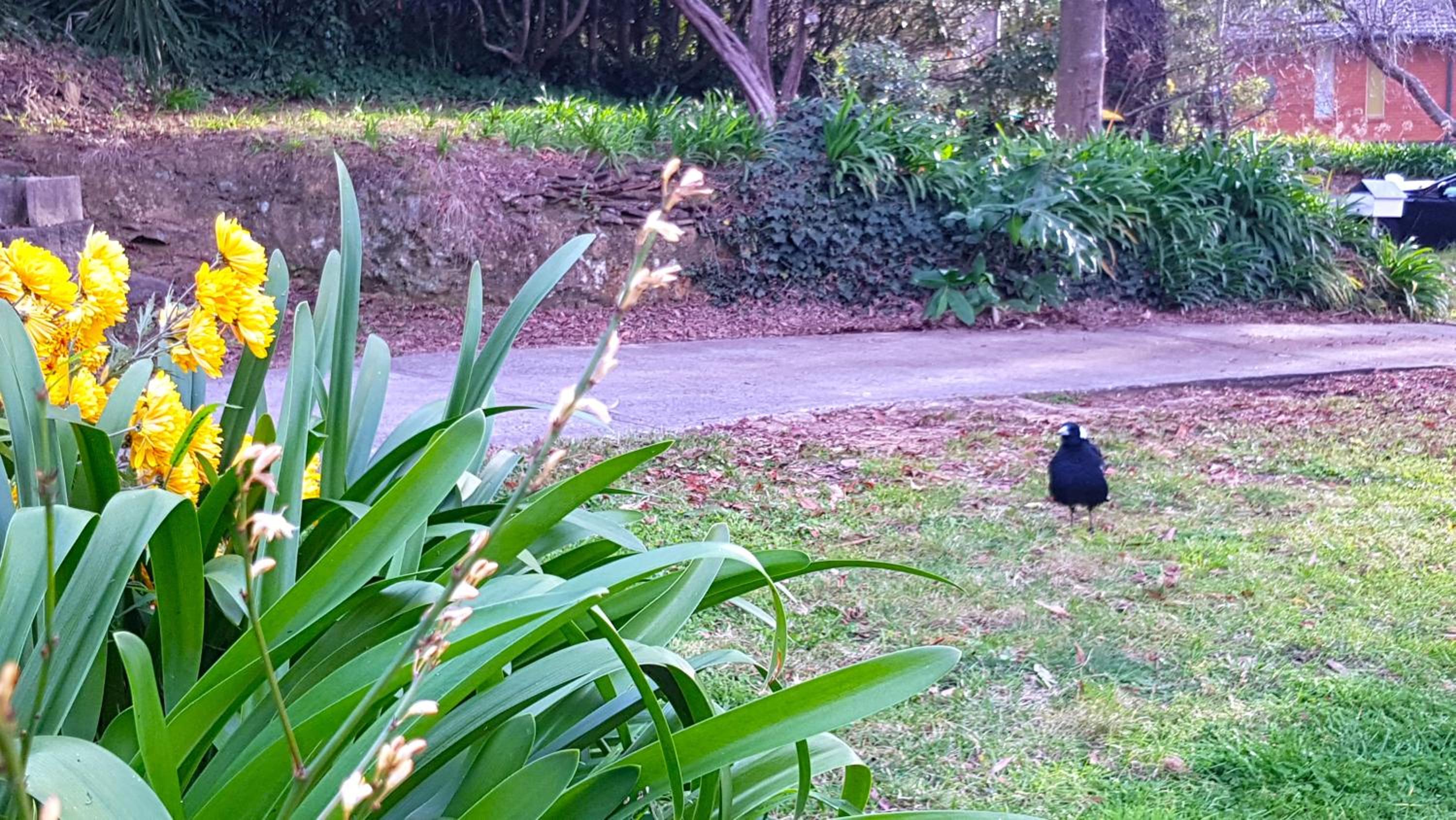 GreenLeafRetreat in Katoomba-Leura-Wentworth Falls-Blue Mountains-Pets Welcome-Free Parking & WIFI