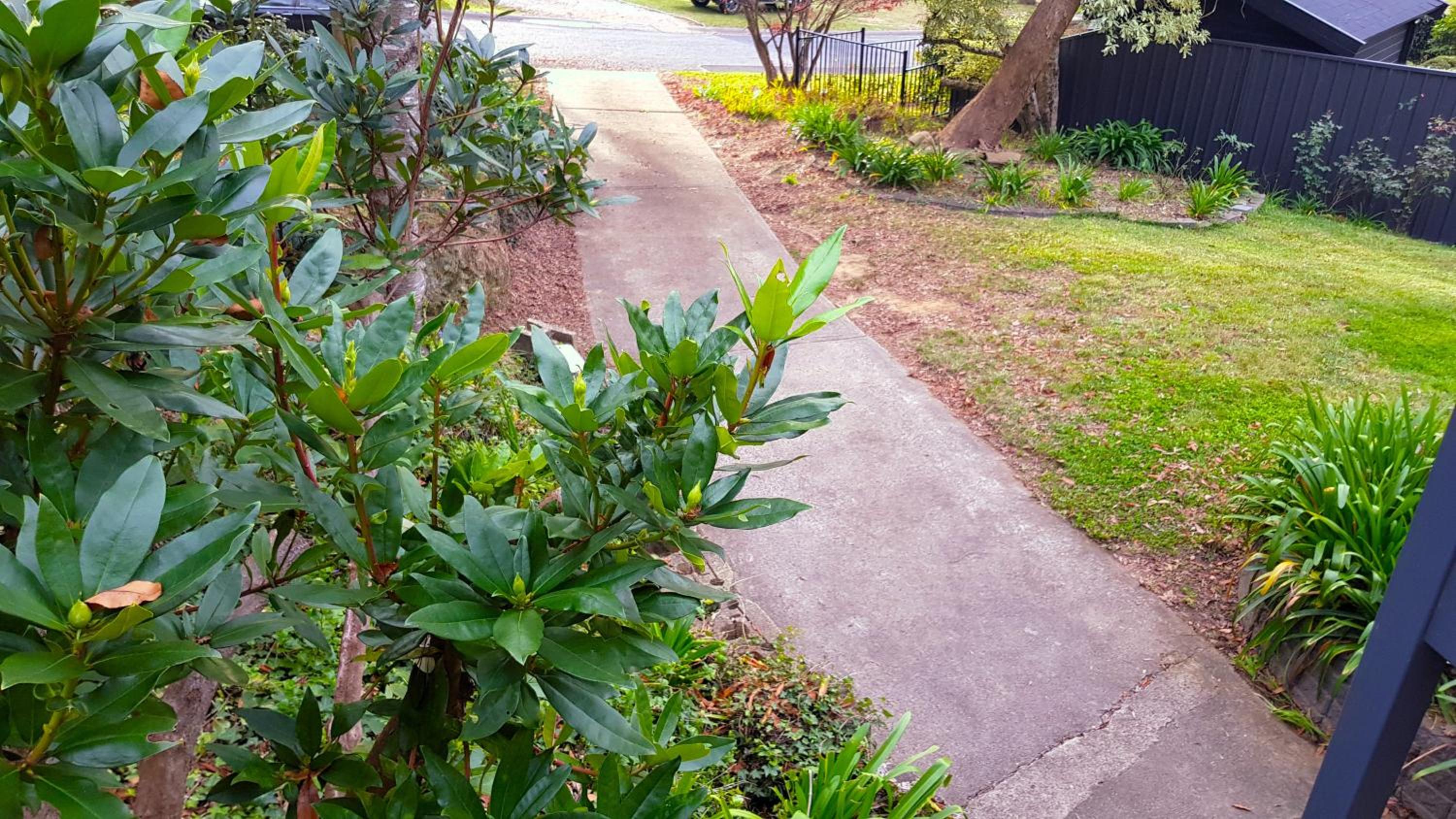 GreenLeafRetreat in Katoomba-Leura-Wentworth Falls-Blue Mountains-Pets Welcome-Free Parking & WIFI