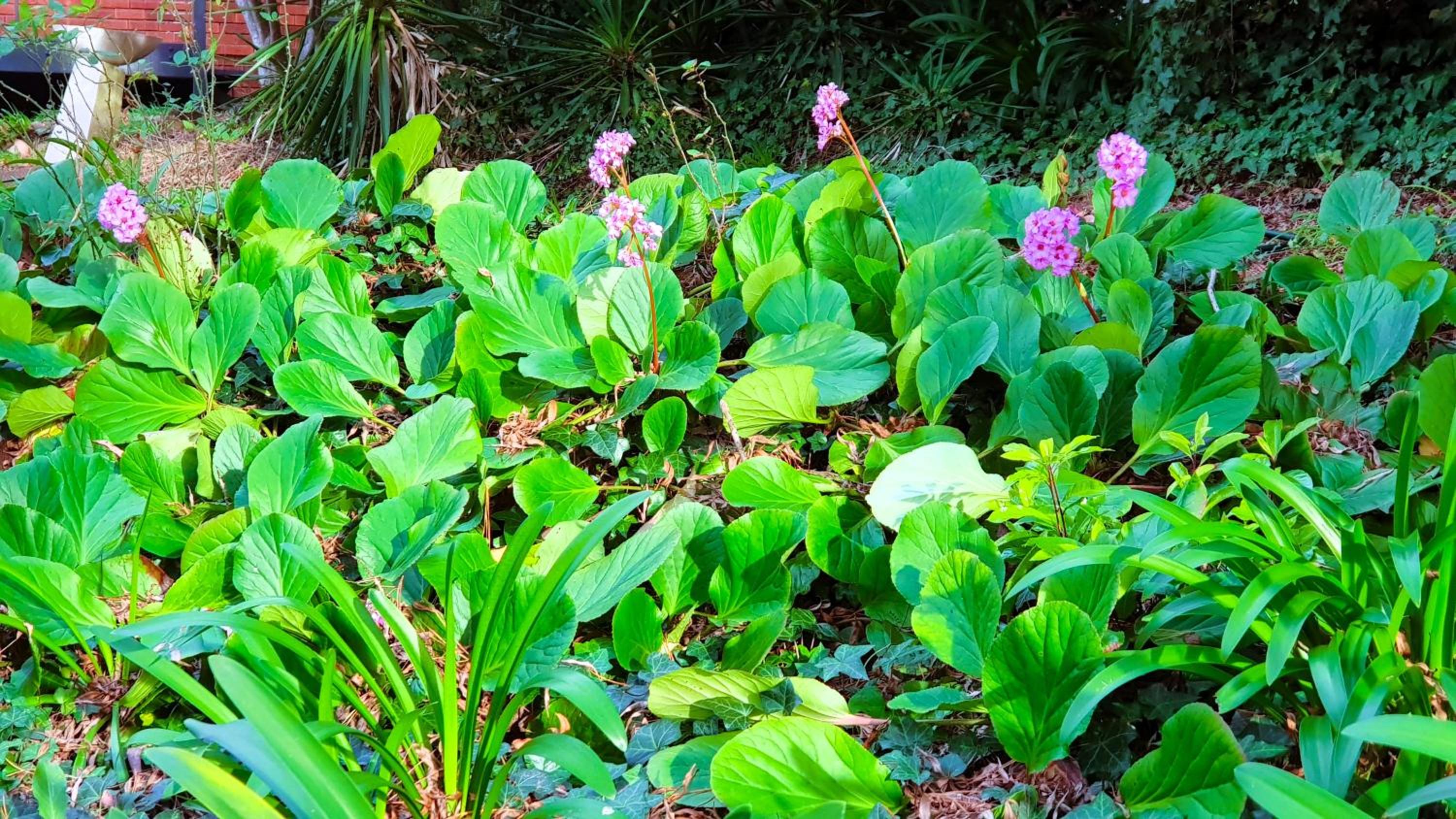 GreenLeafRetreat in Katoomba-Leura-Wentworth Falls-Blue Mountains-Pets Welcome-Free Parking & WIFI