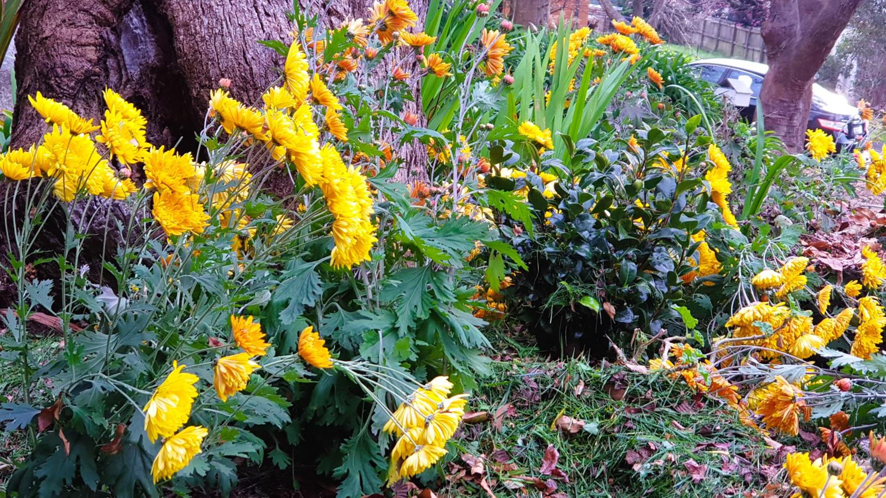 GreenLeafRetreat in Katoomba-Leura-Wentworth Falls-Blue Mountains-Pets Welcome-Free Parking & WIFI