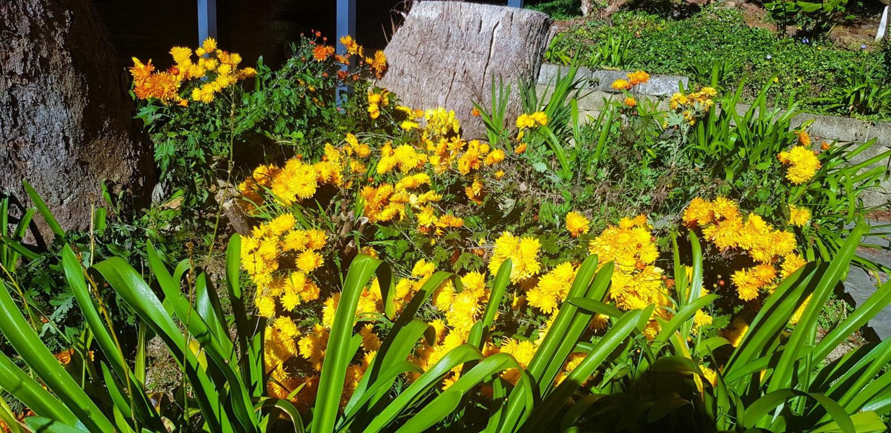 GreenLeafRetreat in Katoomba-Leura-Wentworth Falls-Blue Mountains-Pets Welcome-Free Parking & WIFI