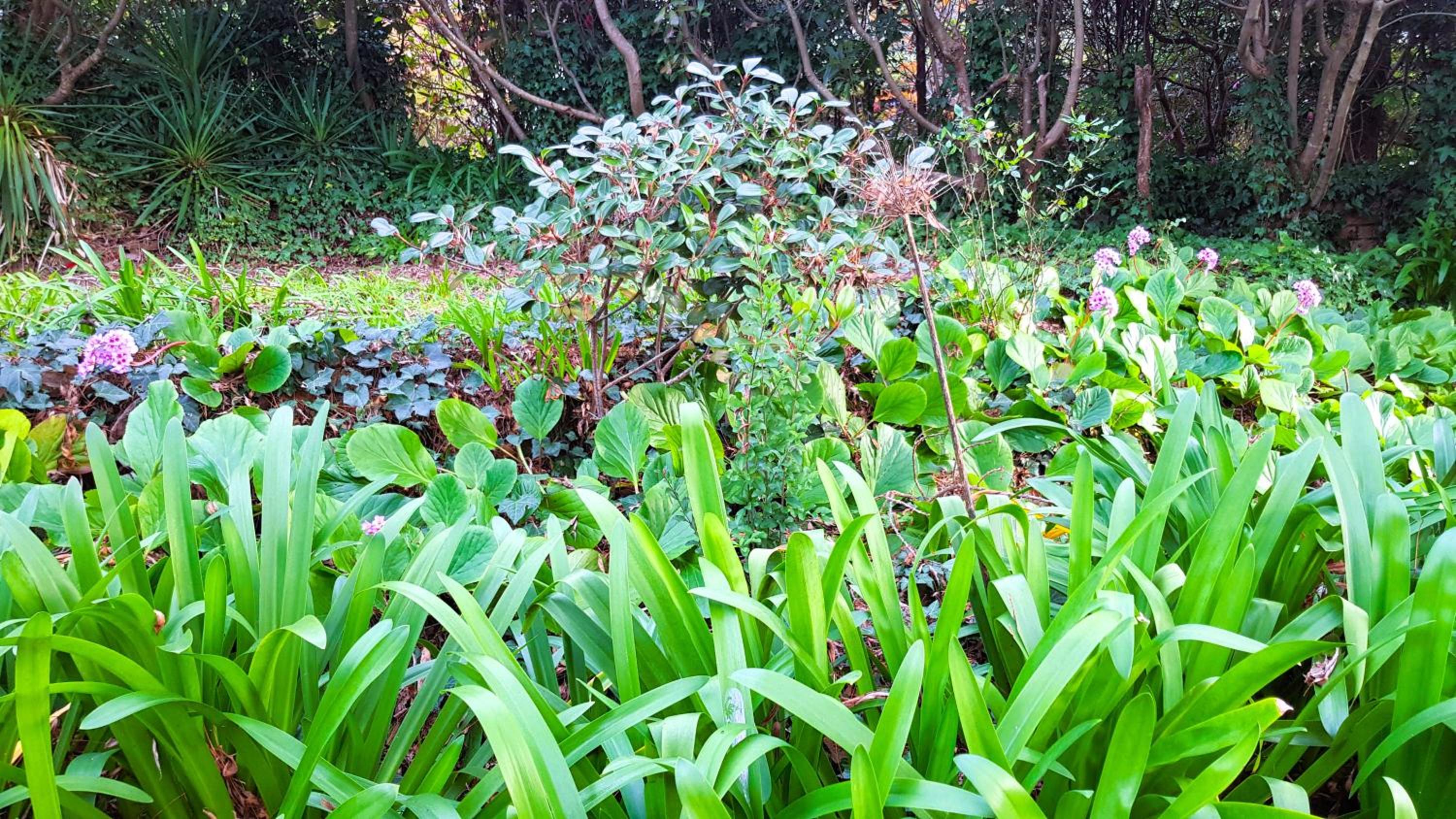GreenLeafRetreat in Katoomba-Leura-Wentworth Falls-Blue Mountains-Pets Welcome-Free Parking & WIFI