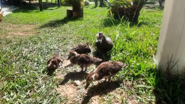 Venda ou Locação Chalé Térreo Camping Carrion ITÚ!!