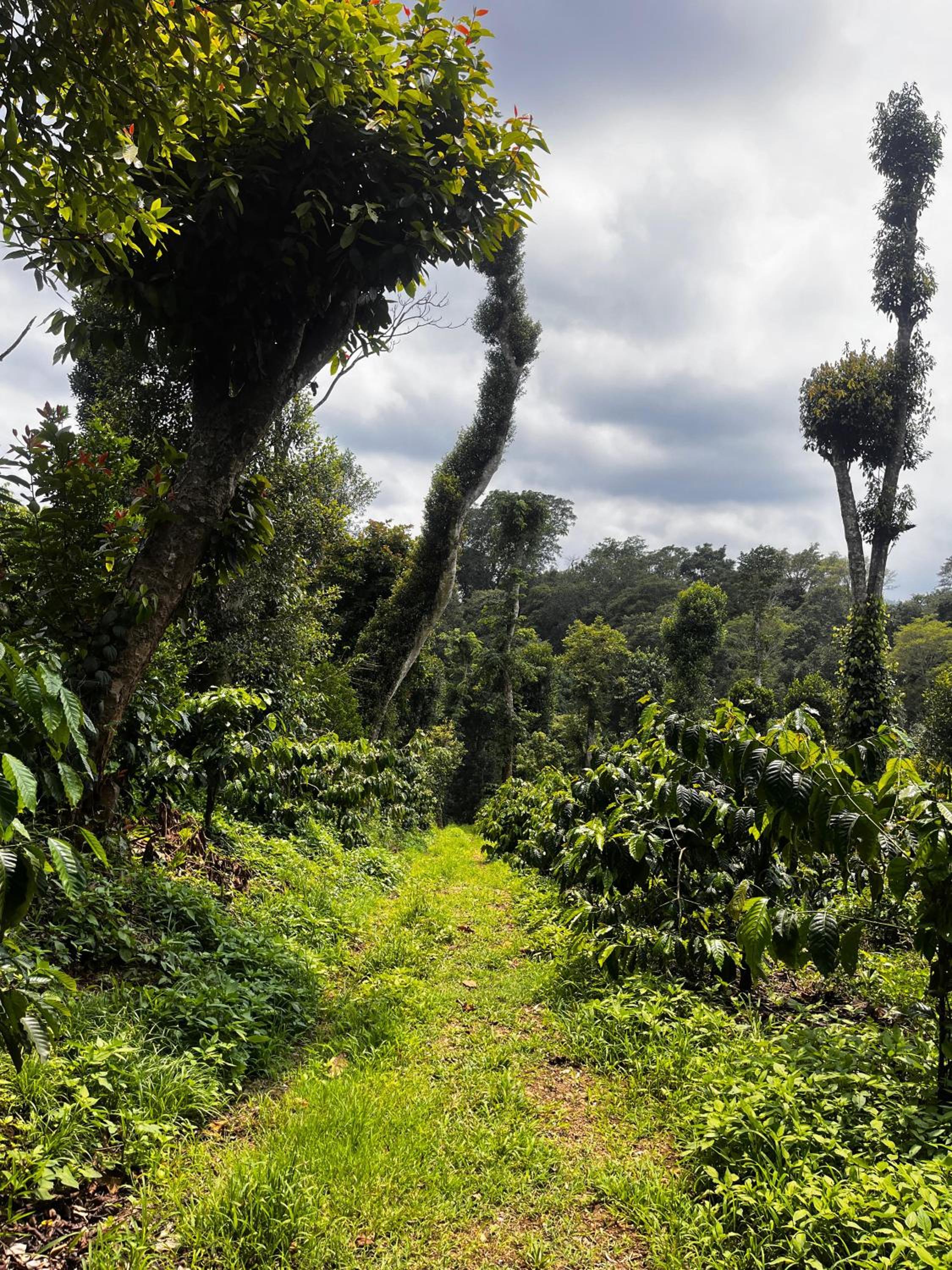 Lara Homestay view 2