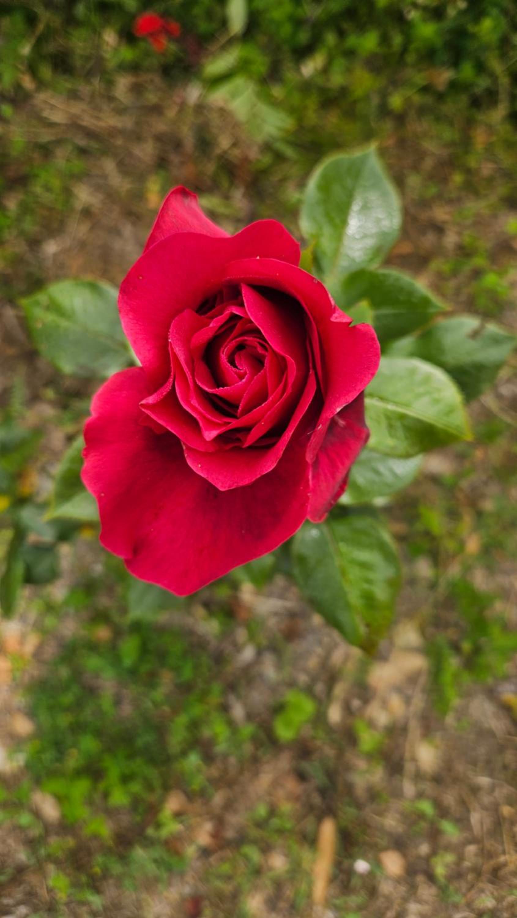 Photo 43